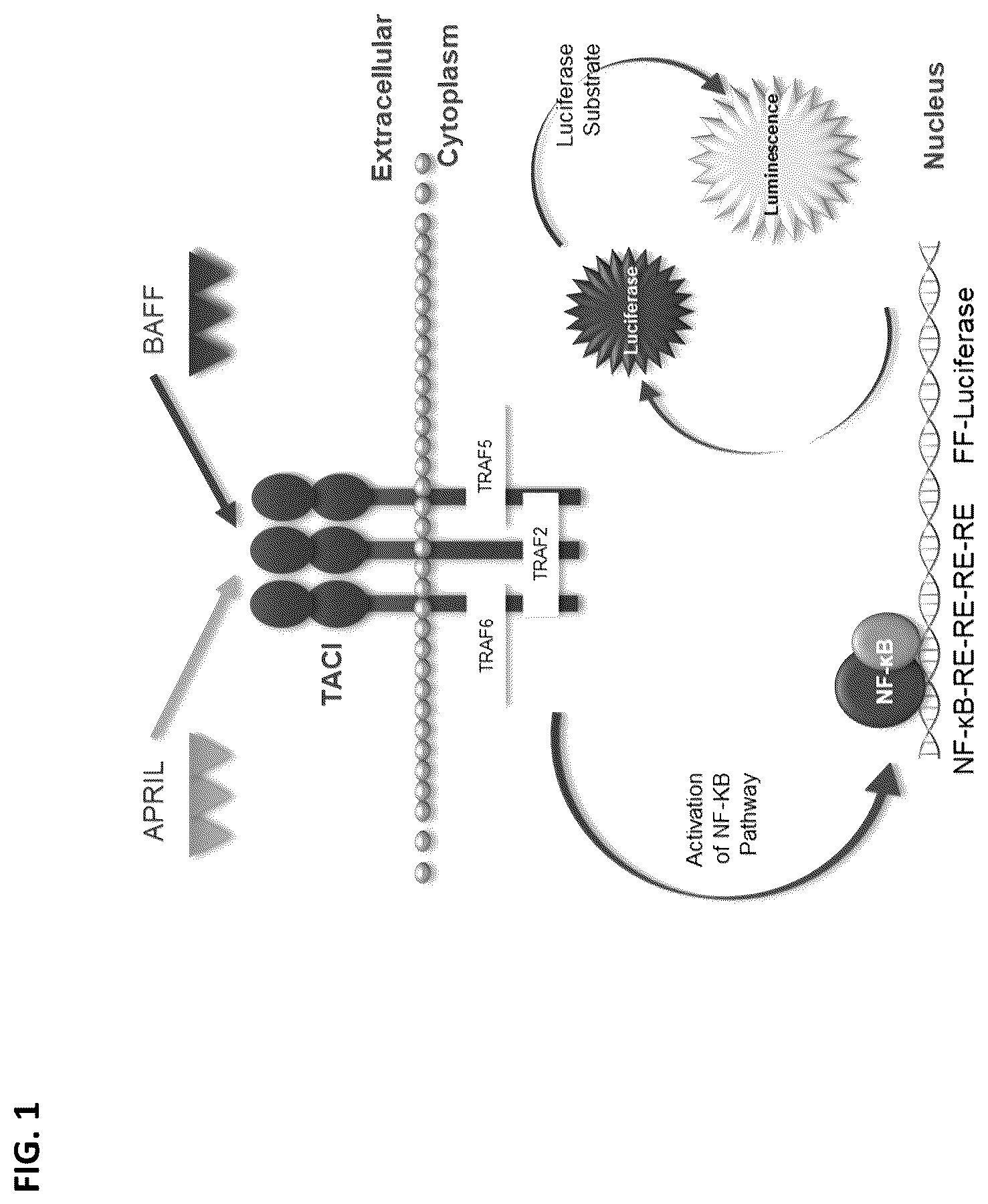 Patent US12304943 — April and BAFF inhibitory immunomodulatory proteins and methods of use thereof — Figure 1