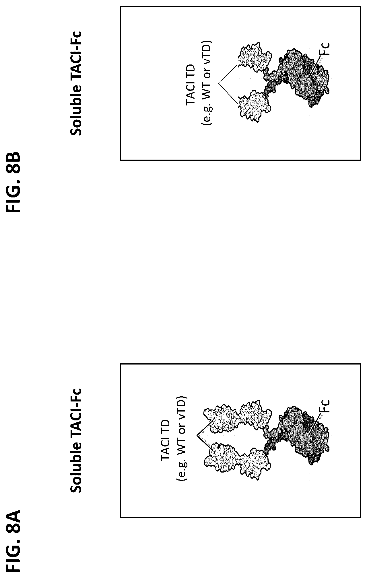 Patent US12304943 Figure 13 – April and BAFF inhibitory immunomodulatory proteins and methods of use thereof