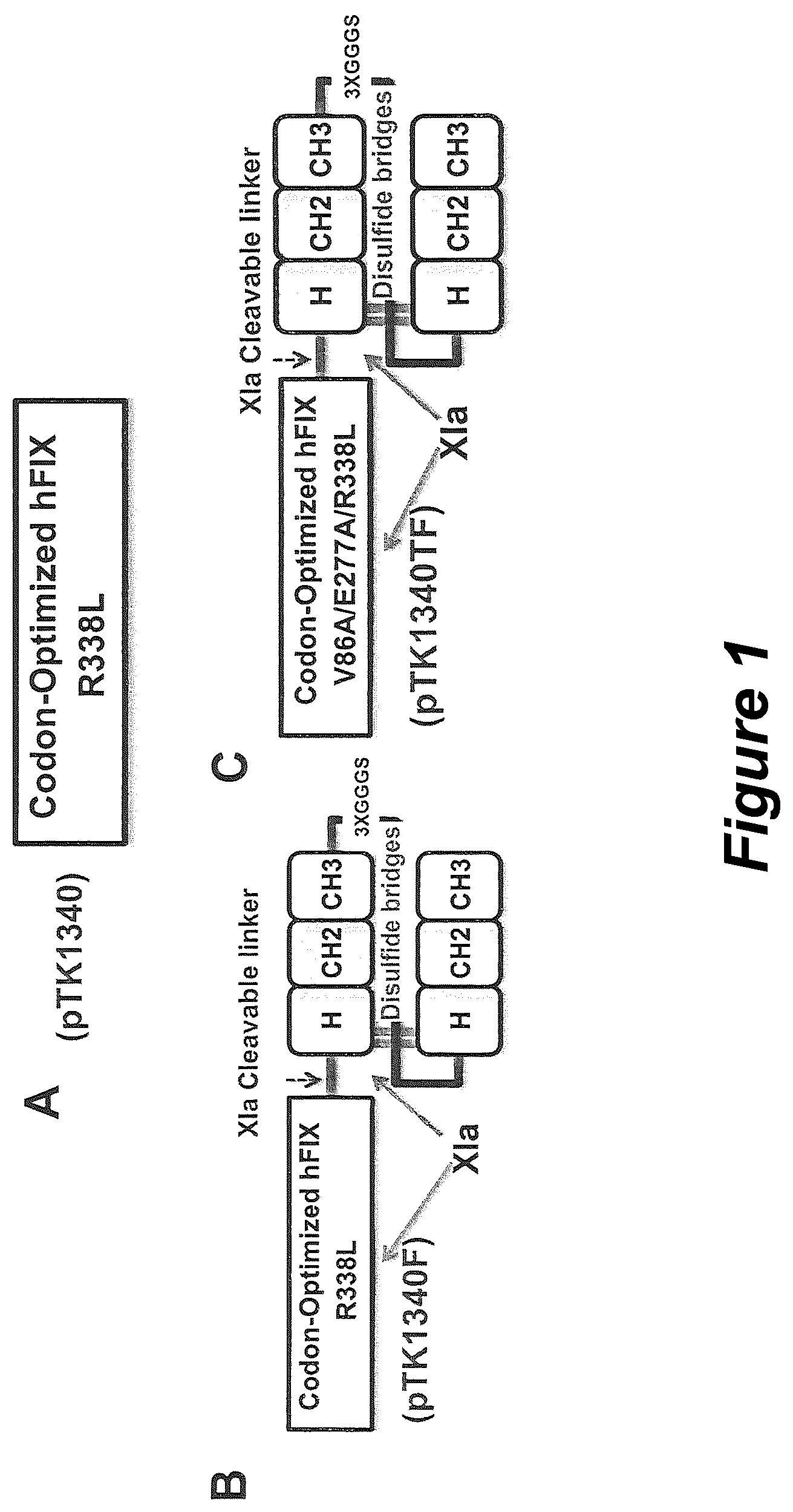 Patent US12304944 — Methods and compositions for modified factor IX fusion proteins — Figure 1