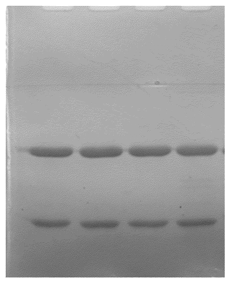Patent US12304947 — Recombinant antibody against human cardiac troponin I — Figure 1