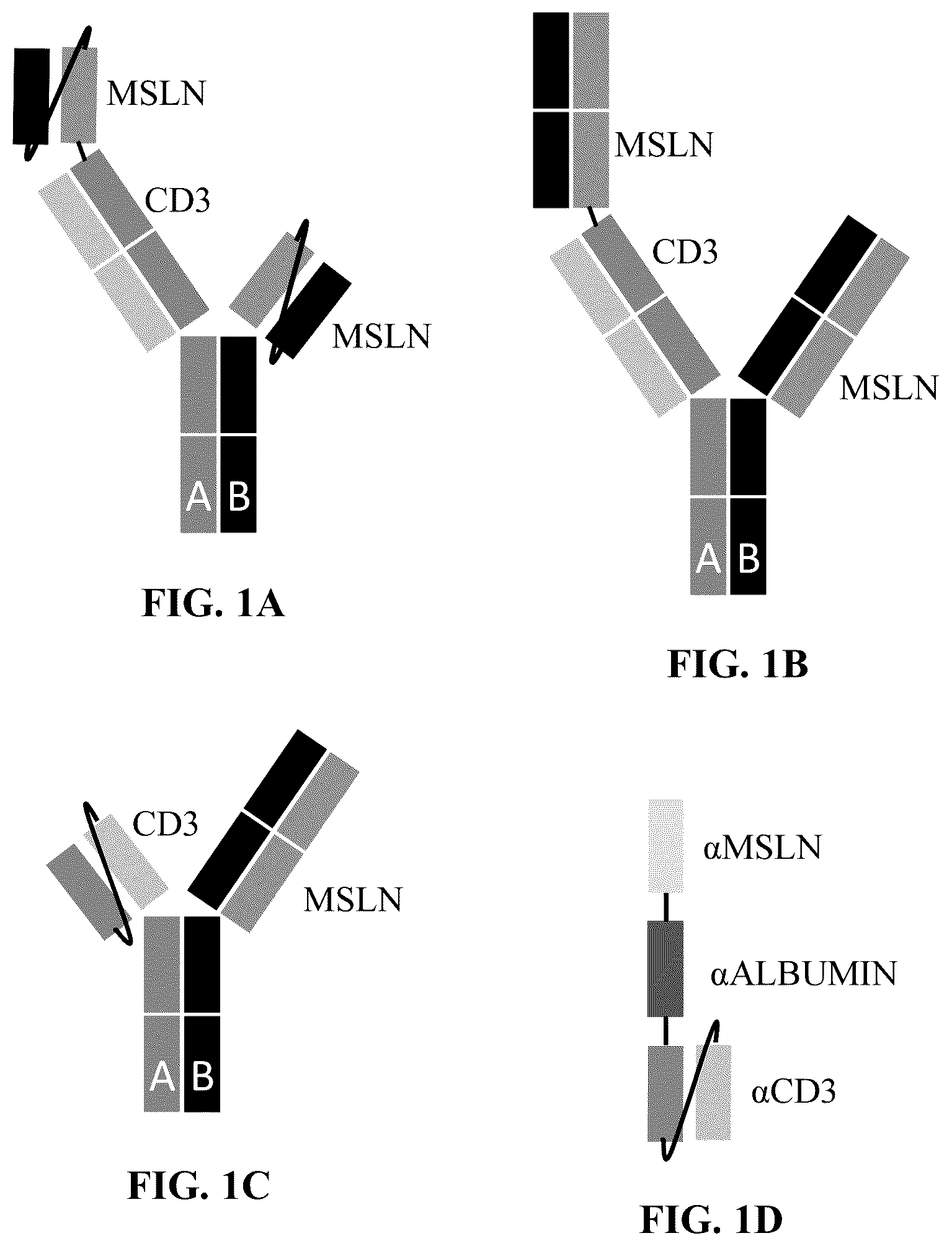 Patent US12304954 — Multivalent and bispecific antibody constructs and methods of use thereof — Figure 1