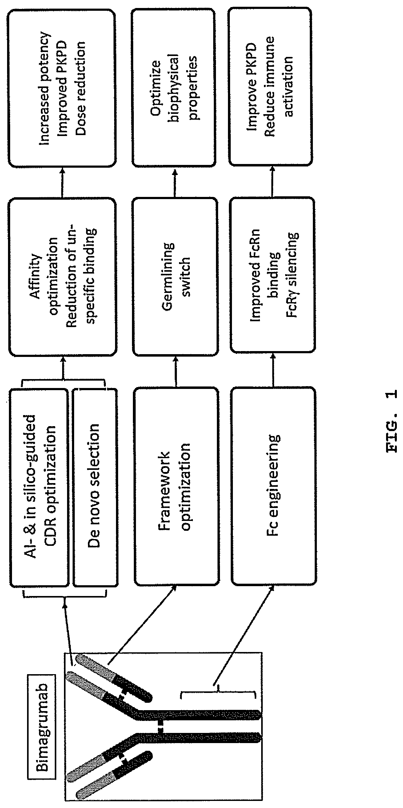 Patent US12304958 — Antibodies targeting ActRIIA and ActRIIB — Figure 1