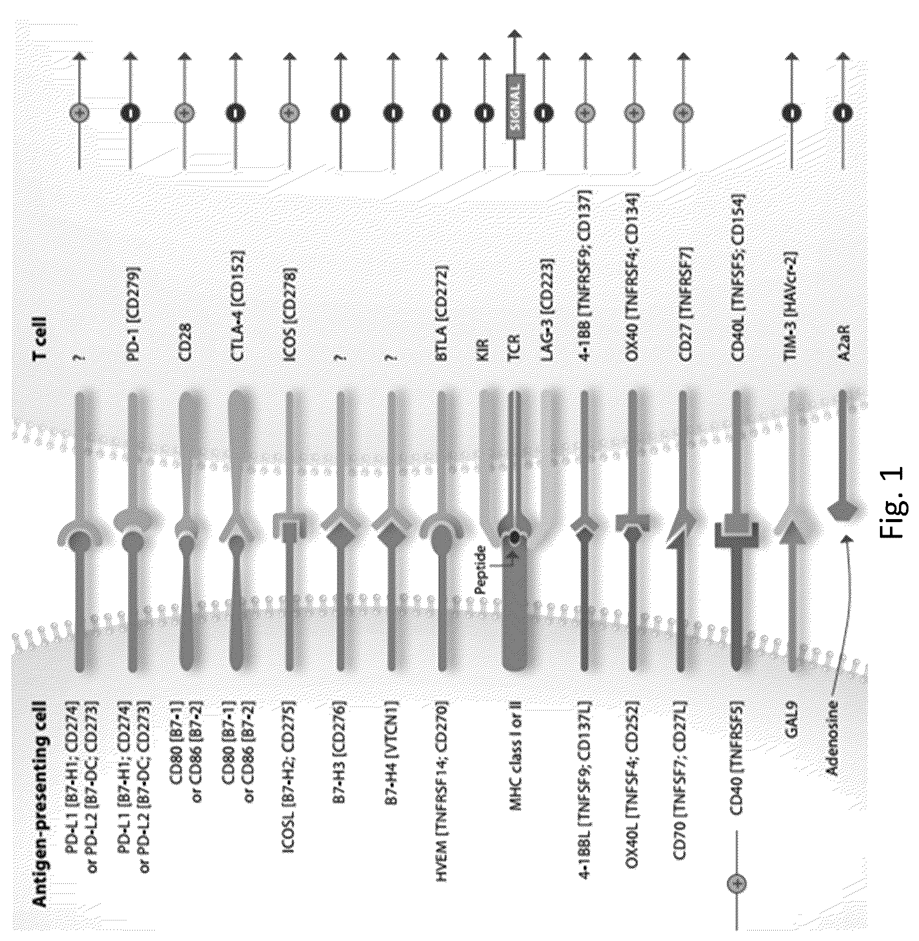 Patent US12304961 — PD-L1 and OX40 binding proteins for cancer regulation — Figure 1