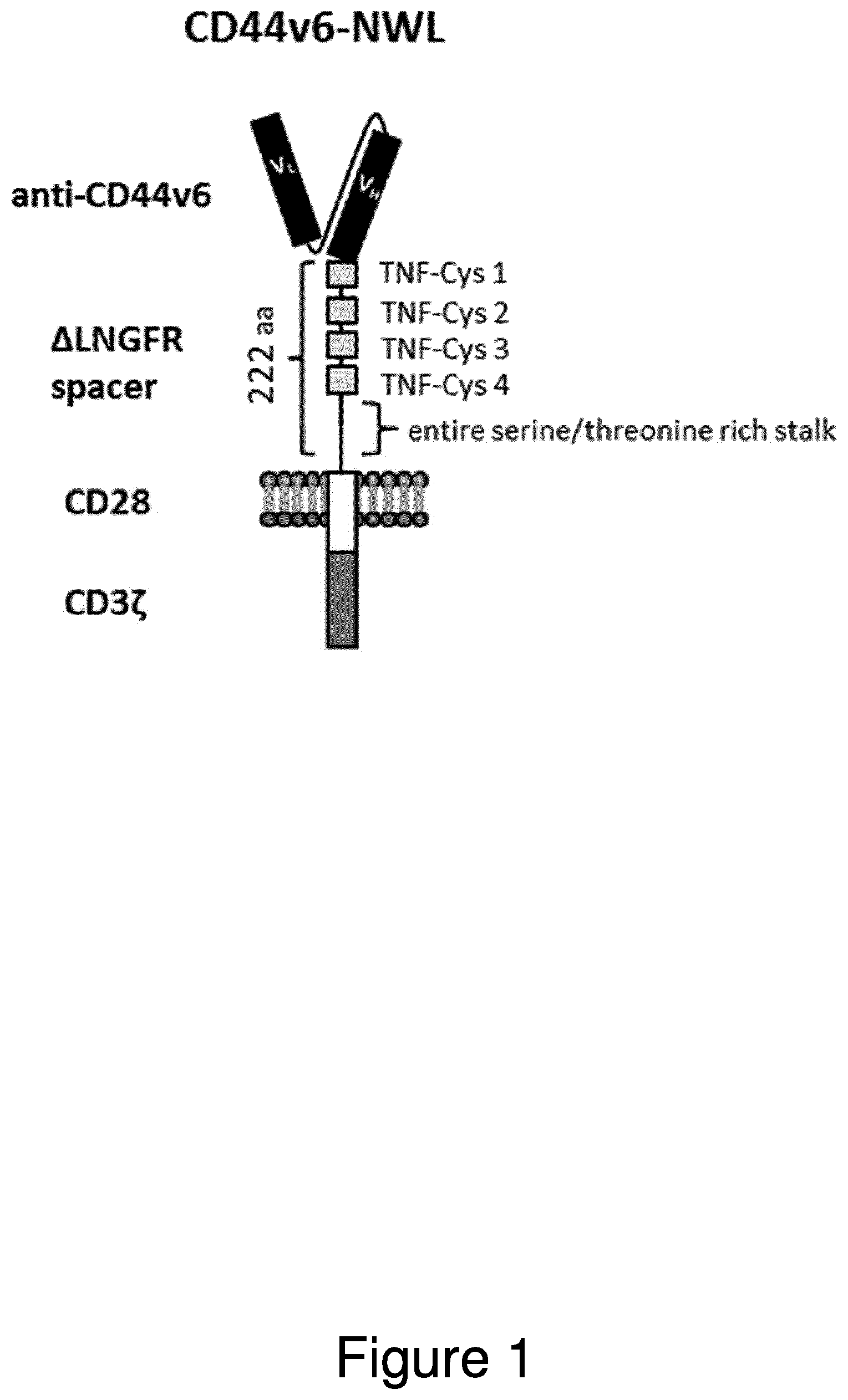 Patent US12304962 — CAR NK cells — Figure 1
