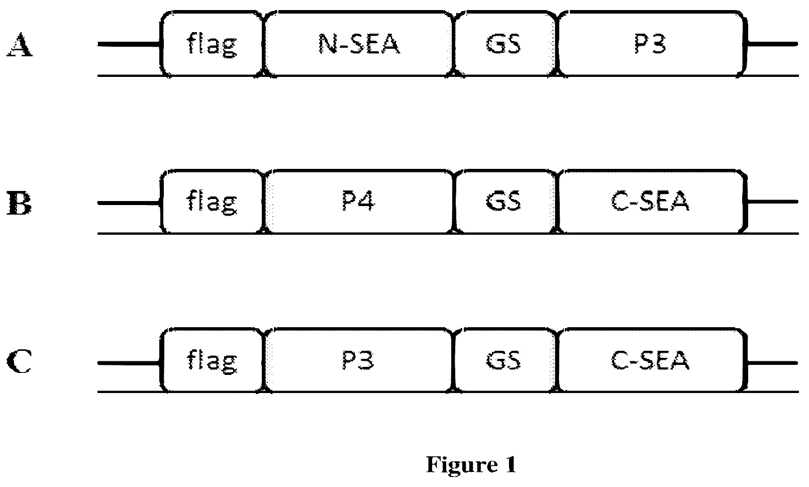 Patent US12304966 — Split superantigens and their use for immunotherapy — Figure 1
