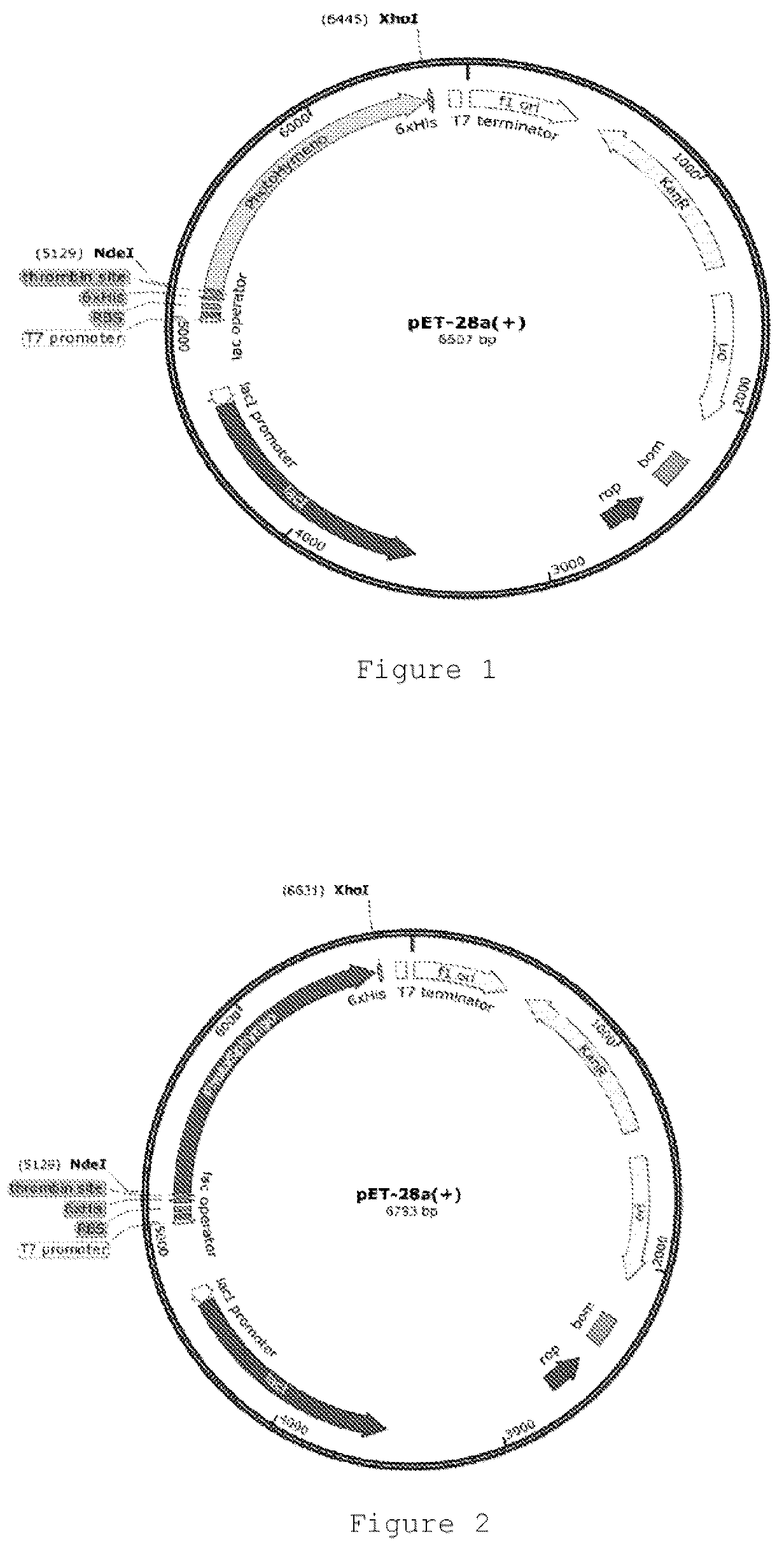 Patent US12305174 — Genetically modified bacteria producing three DNA repair enzymes and method for the evaluation of DNA repair activity — Figure 1