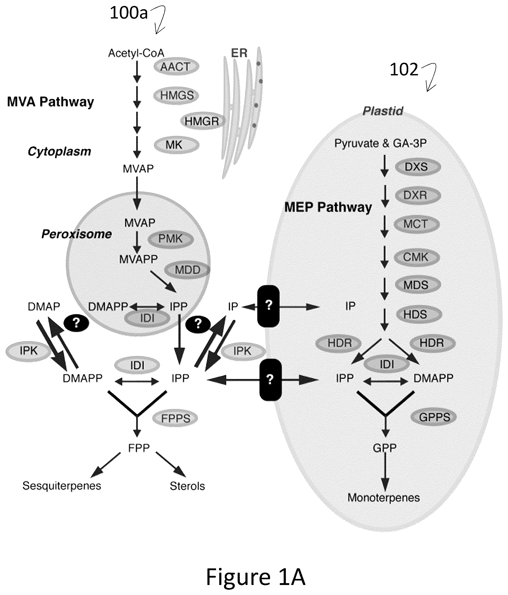 Patent US12305177 — Methods and platforms for sustainable high yield terpenoid production — Figure 1