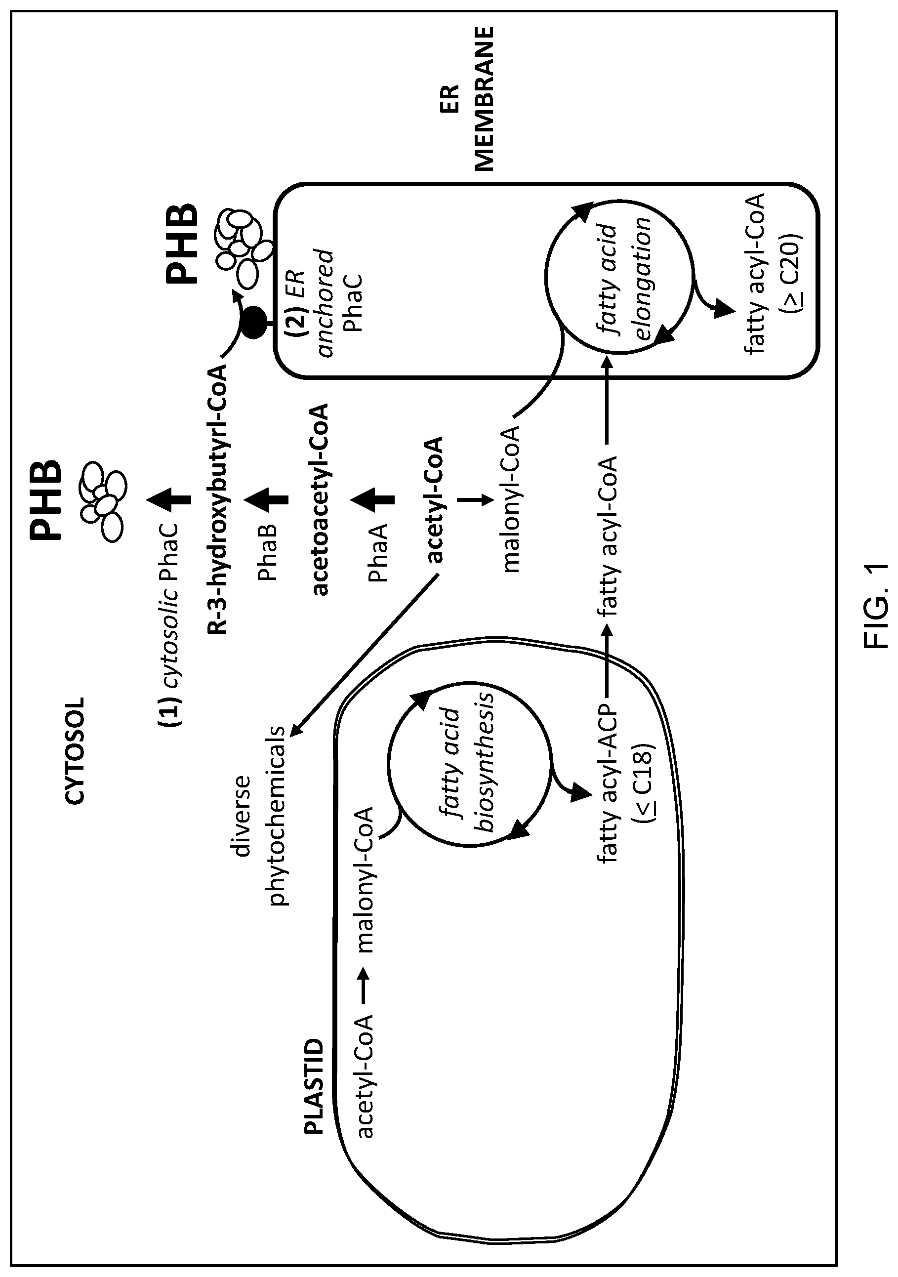 Patent US12305179 — Transgenic land plants that express a polyhydroxyalkanoate synthase seed specifically with cytosolic localization — Figure 1
