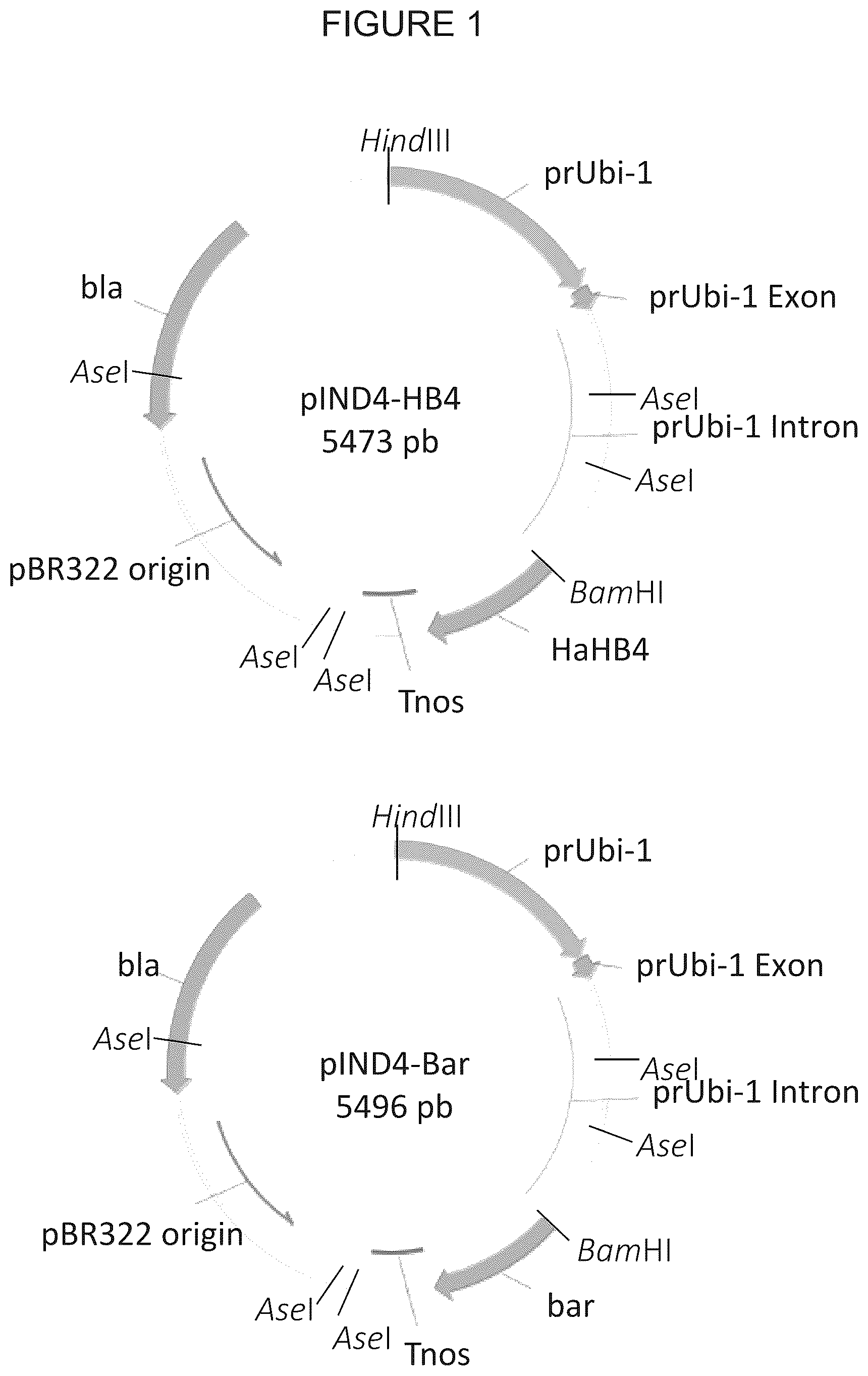 Patent US12305180 — Wheat transgenic event IND-øø412-7 — Figure 1
