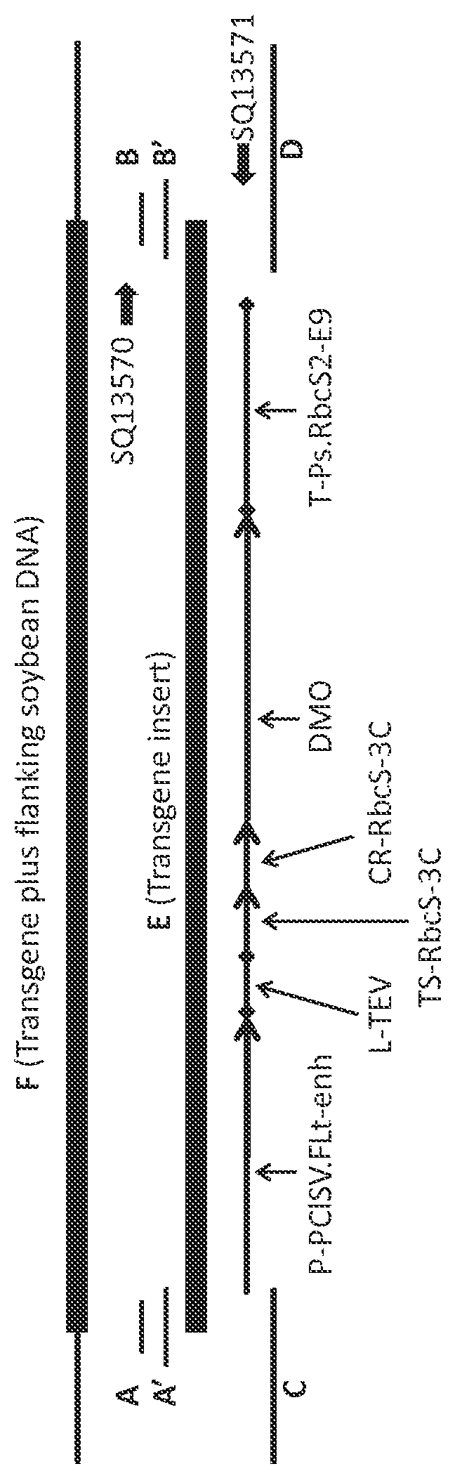 Patent US12305182 — Soybean transgenic event MON 87708 and methods of use thereof — Figure 1