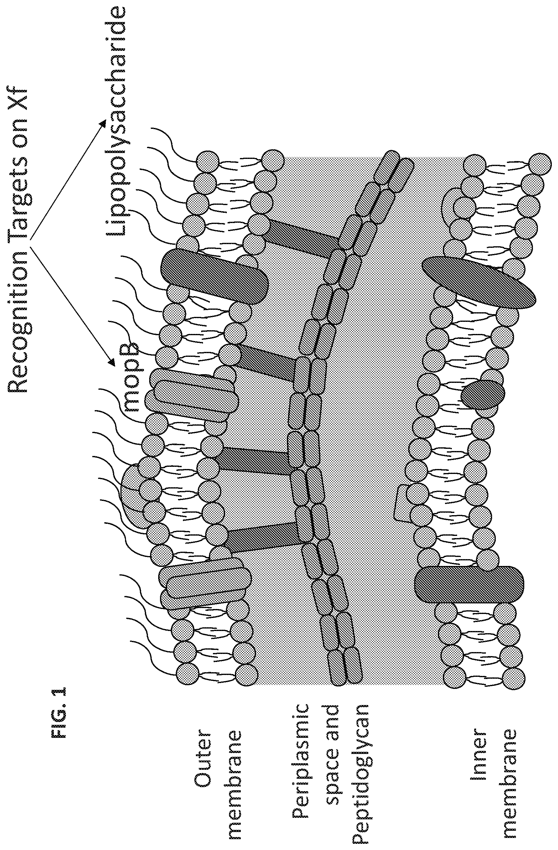 Patent US12305183 — Compositions and methods for protecting hosts against pathogen infections — Figure 1