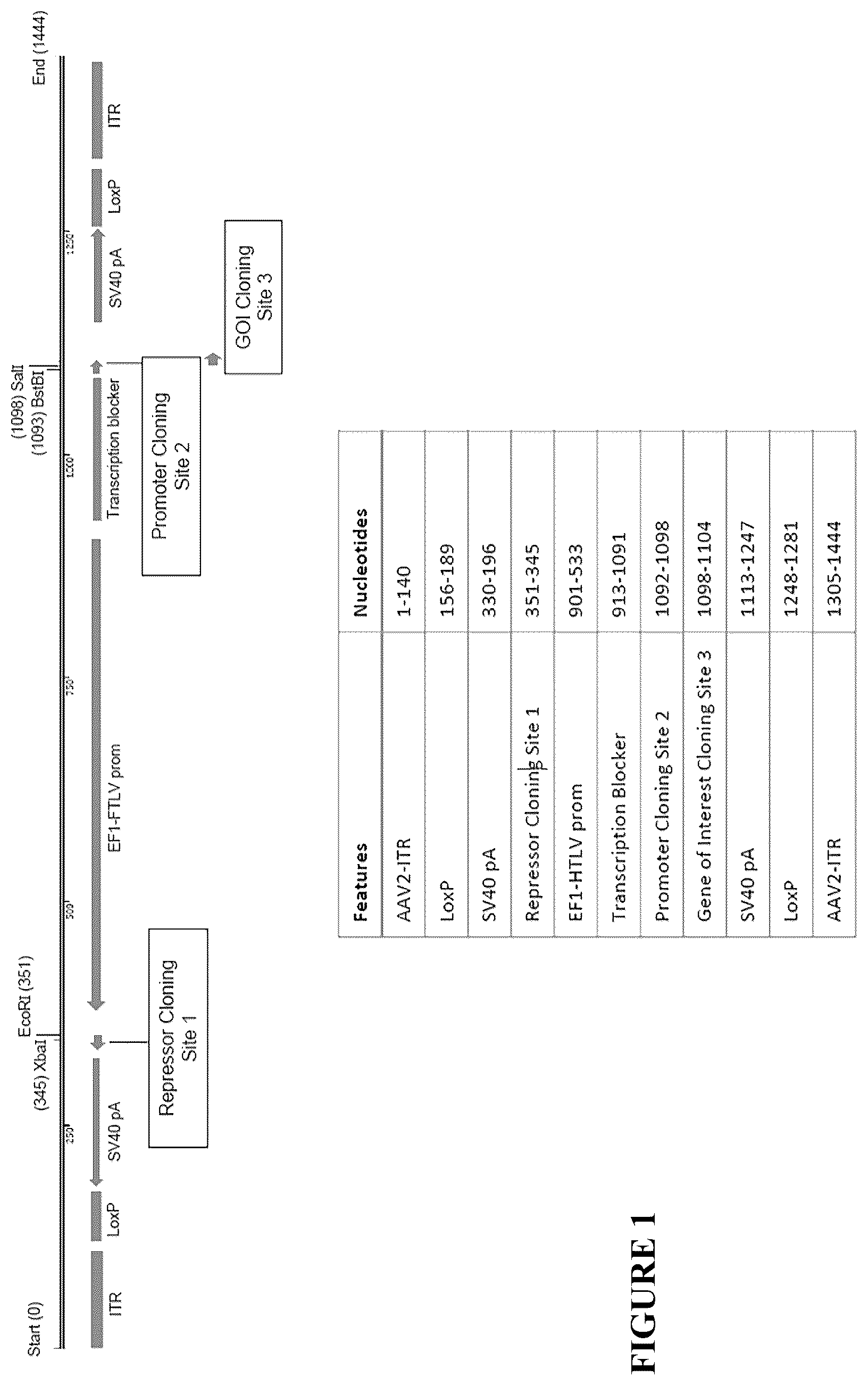 Patent US12305185 — Expression vector and method — Figure 1