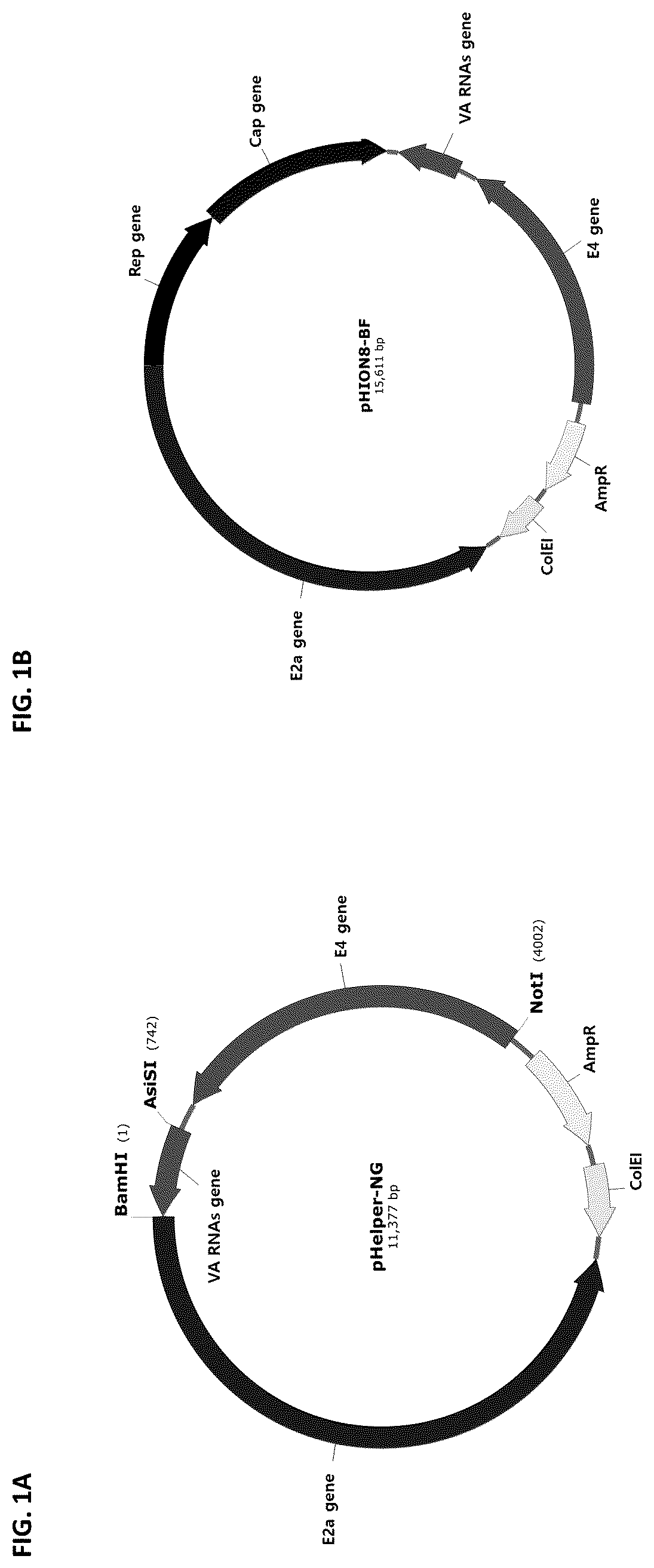 Patent US12305188 — Dual helper plasmid — Figure 1