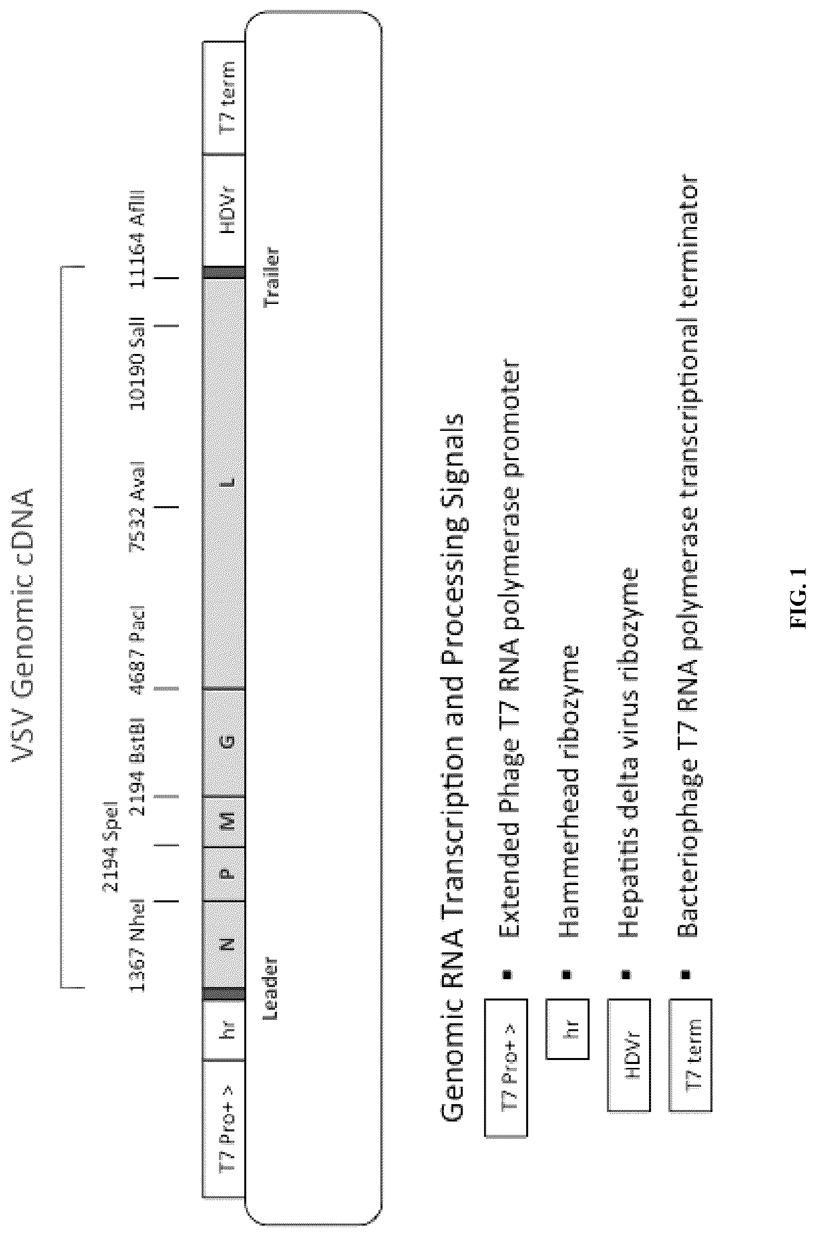 Patent US12305190 — Vesicular stomatitis virus and virus rescue system — Figure 1