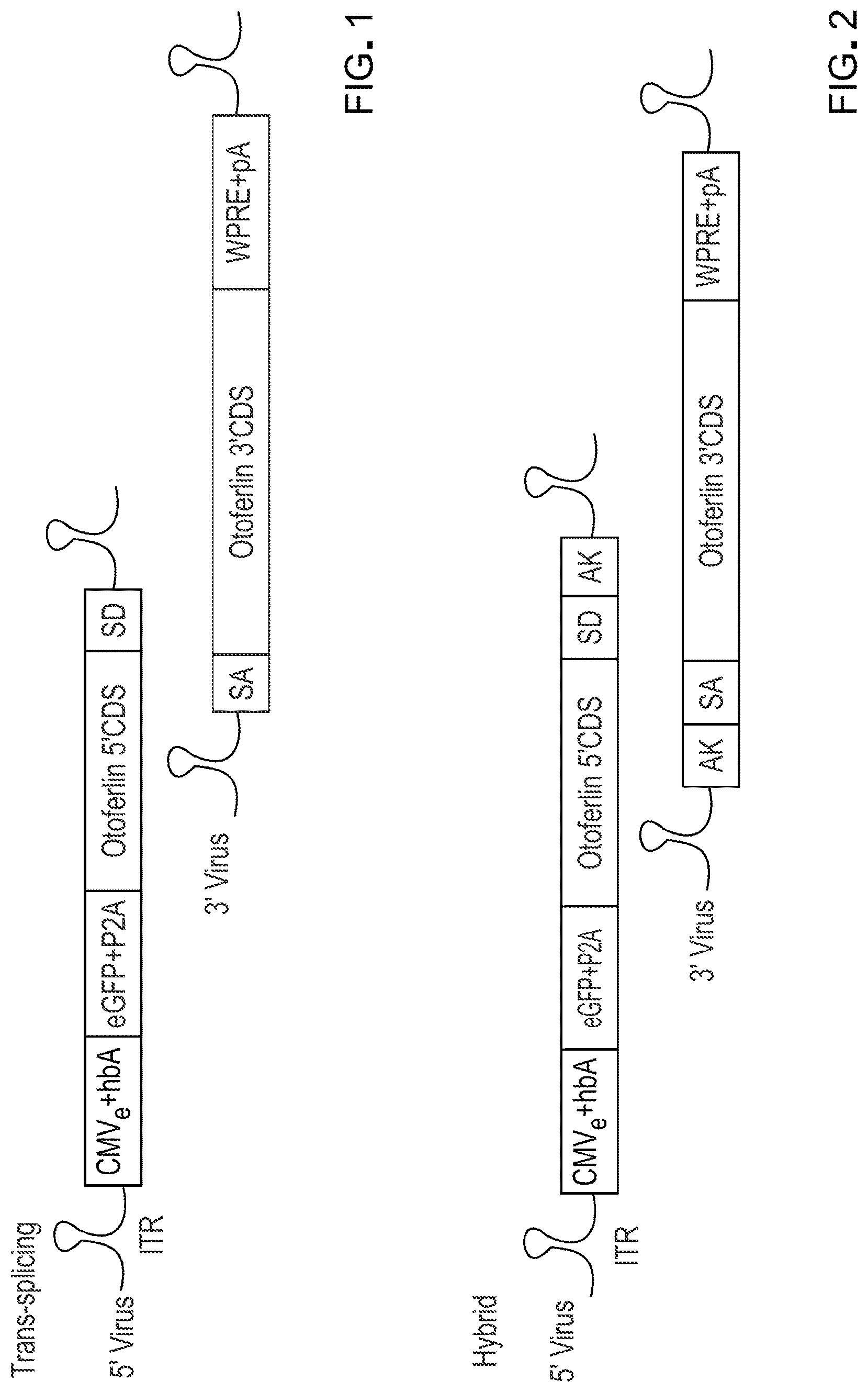 Patent US12305191 — Compositions and methods for treating non-age-associated hearing impairment in a human subject — Figure 1