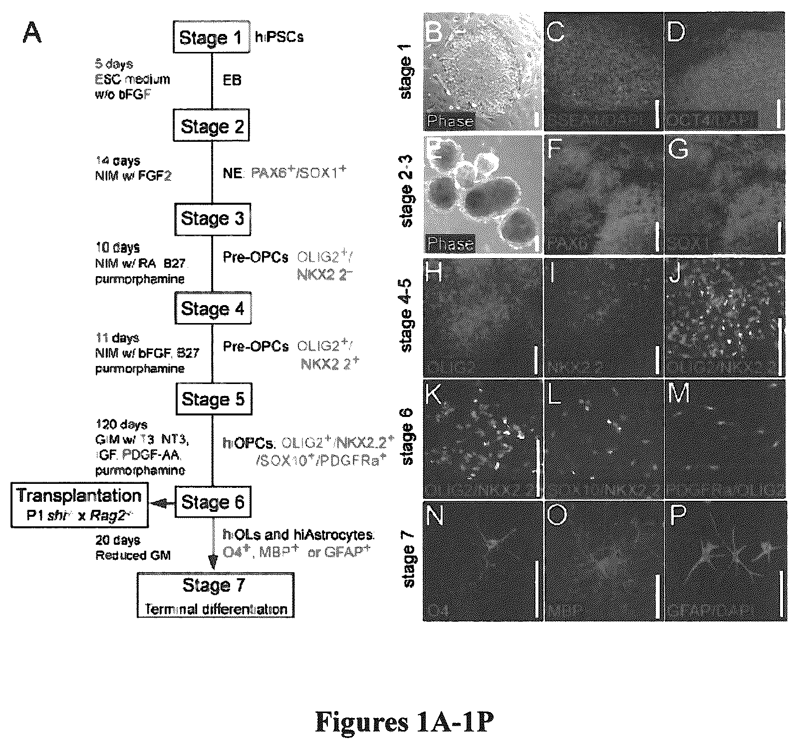 Patent US12305195 — Induced pluripotent cell-derived oligodendrocyte progenitor cells for the treatment of myelin disorders — Figure 1