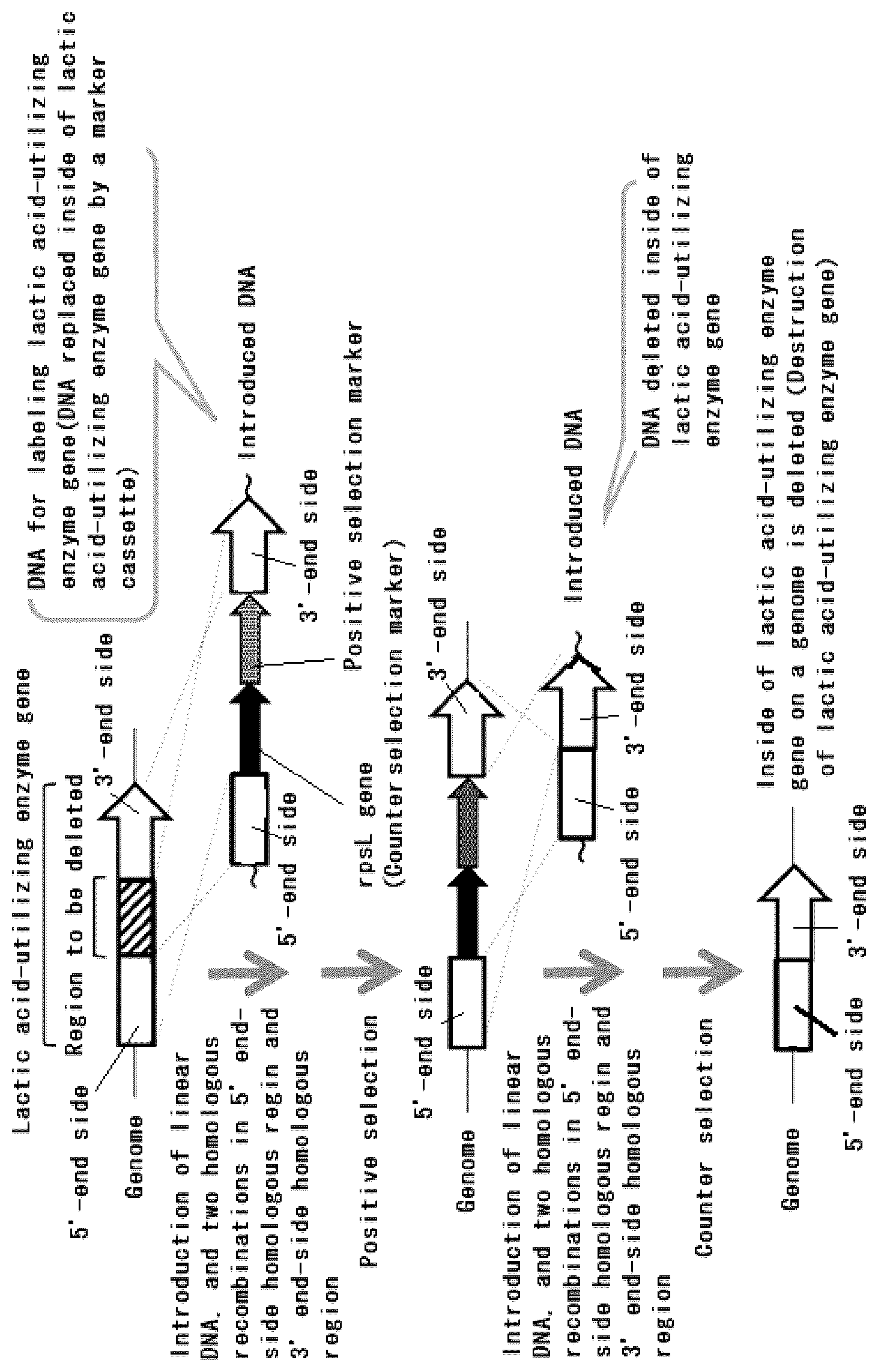 Patent US12305199 — Recombinant of Hydrogenophilus bacterium producing lactic acid — Figure 1