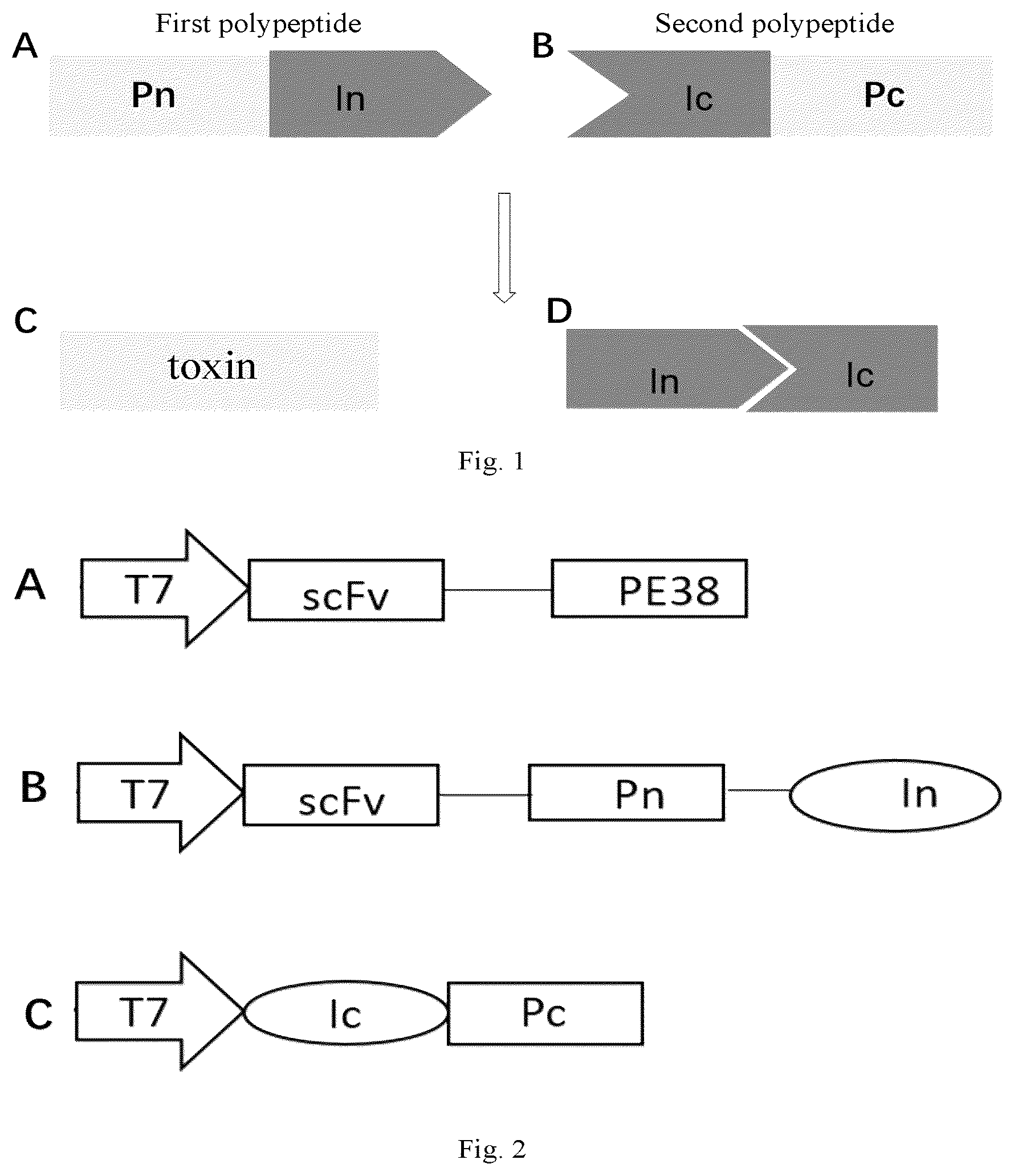Patent US12305202 — Polypeptide composition — Figure 1