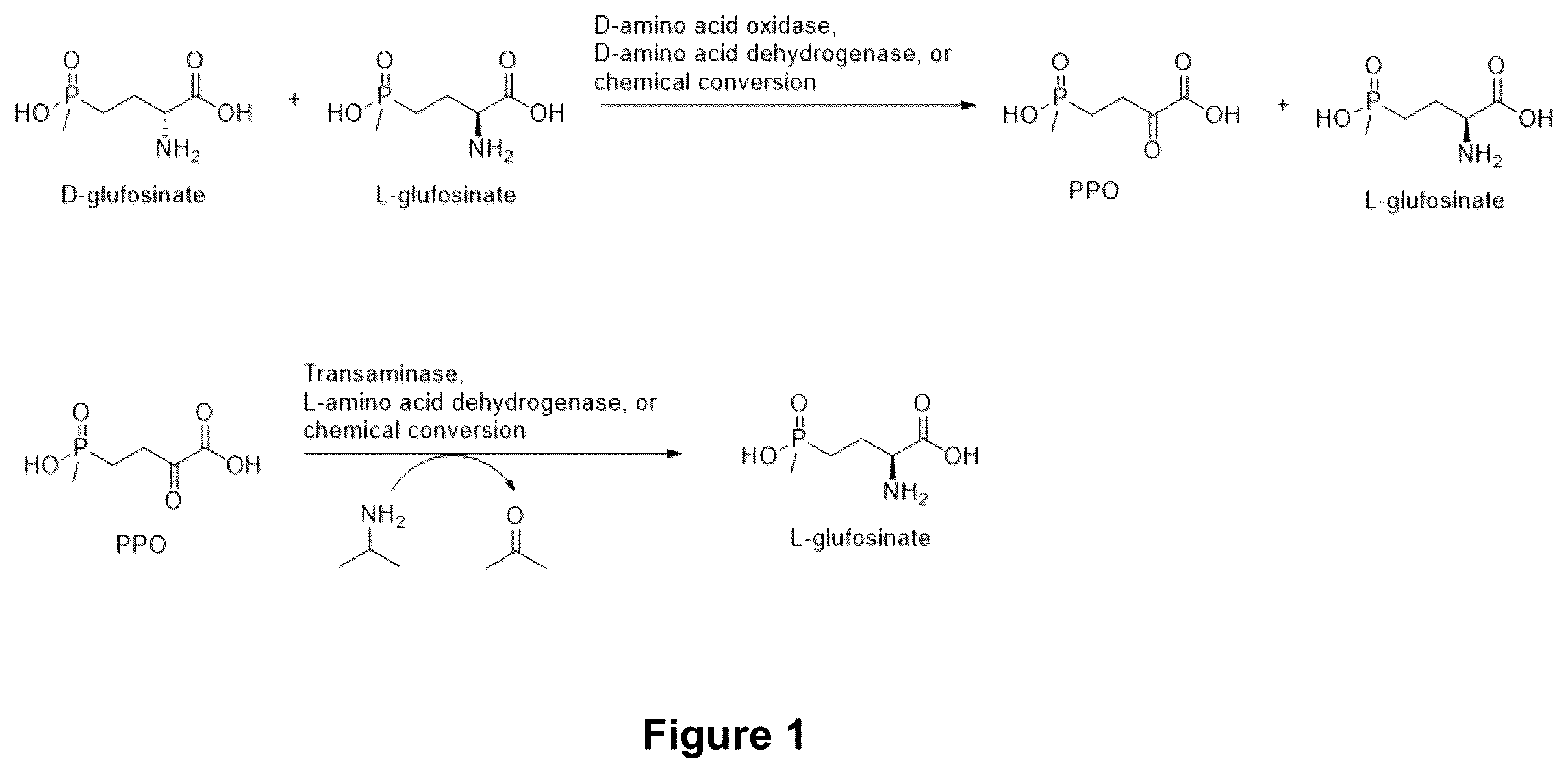 Patent US12305207 Figure 1 – Methods for making L-glufosinate