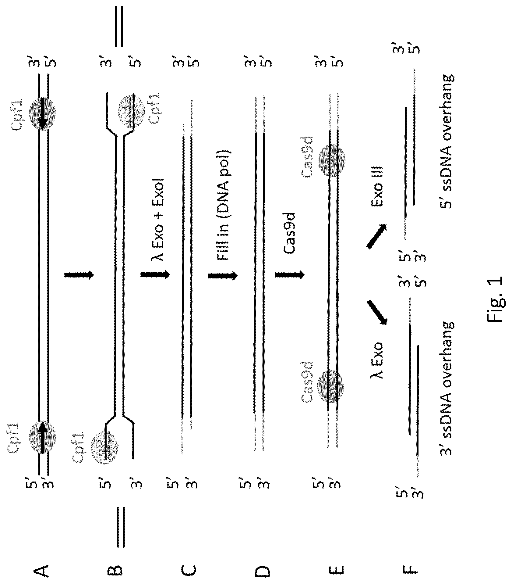 Patent US12305218 — Optimization of in vitro isolation of nucleic acids using site-specific nucleases — Figure 1