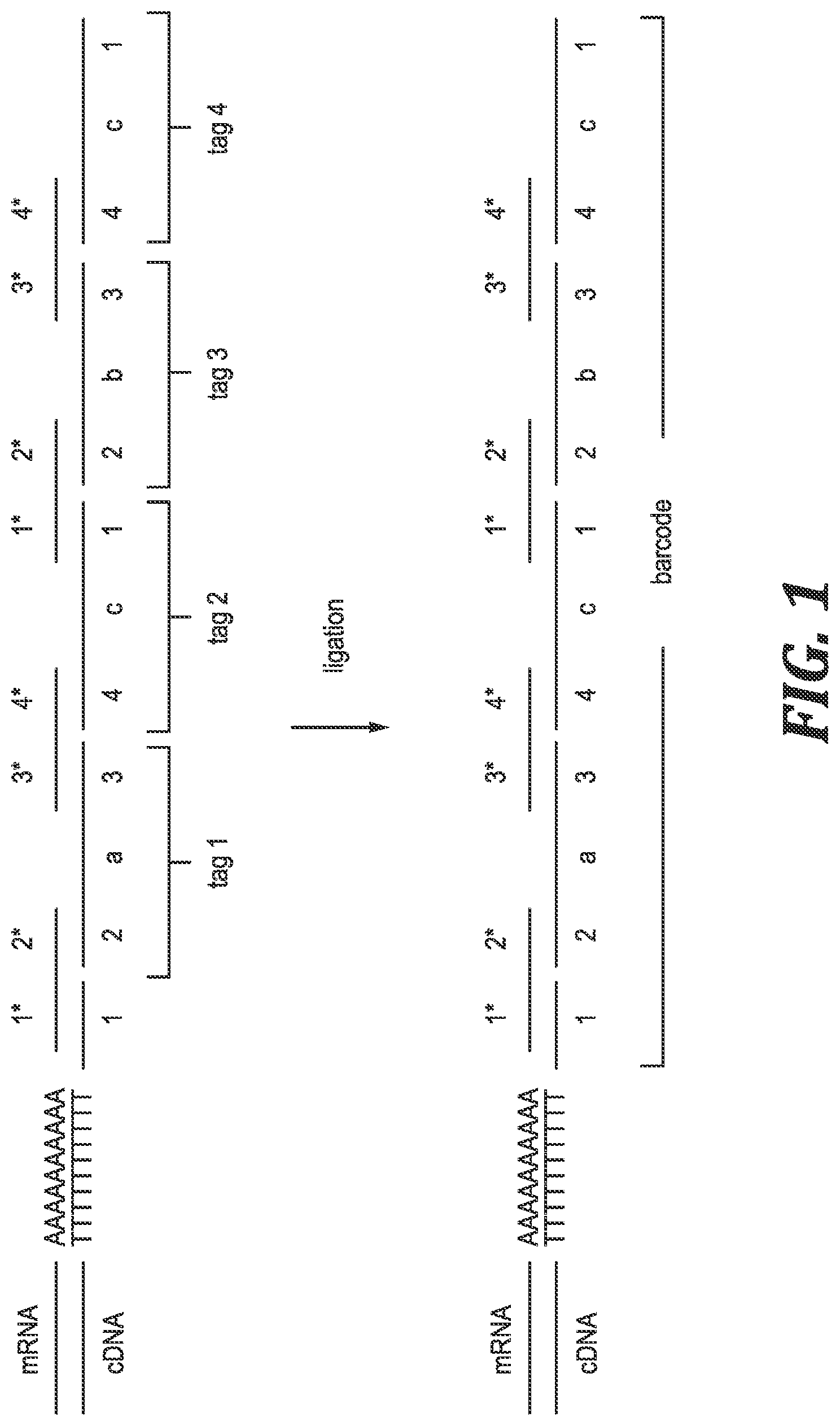 Patent US12305219 — Methods and kits for labeling cellular molecules — Figure 1