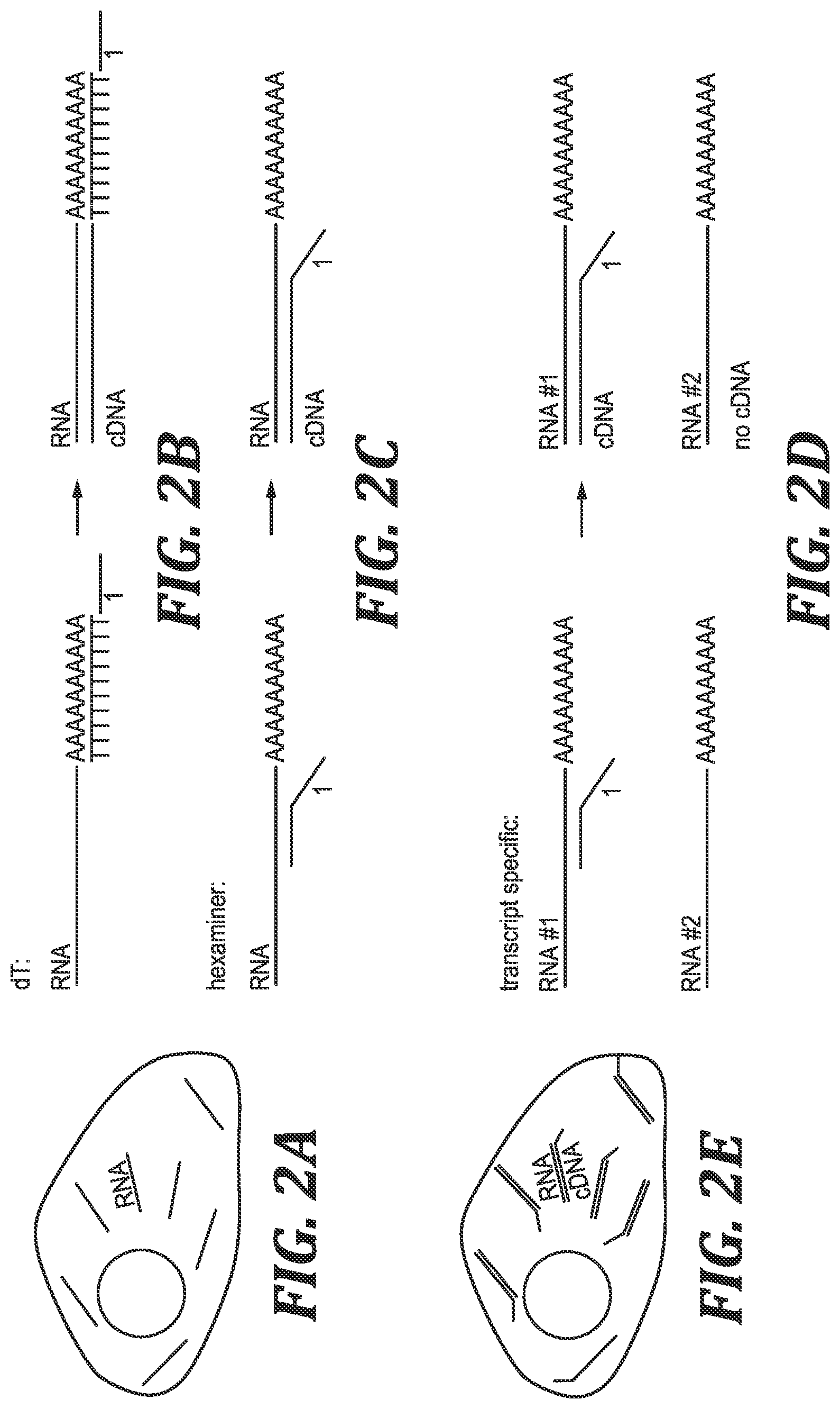 Patent US12305219 Figure 2 – Methods and kits for labeling cellular molecules