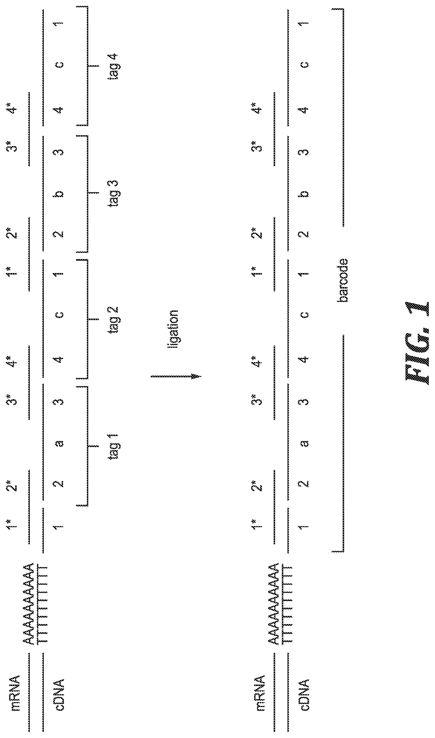 Patent US12305221 — Methods and kits for labeling cellular molecules — Figure 1