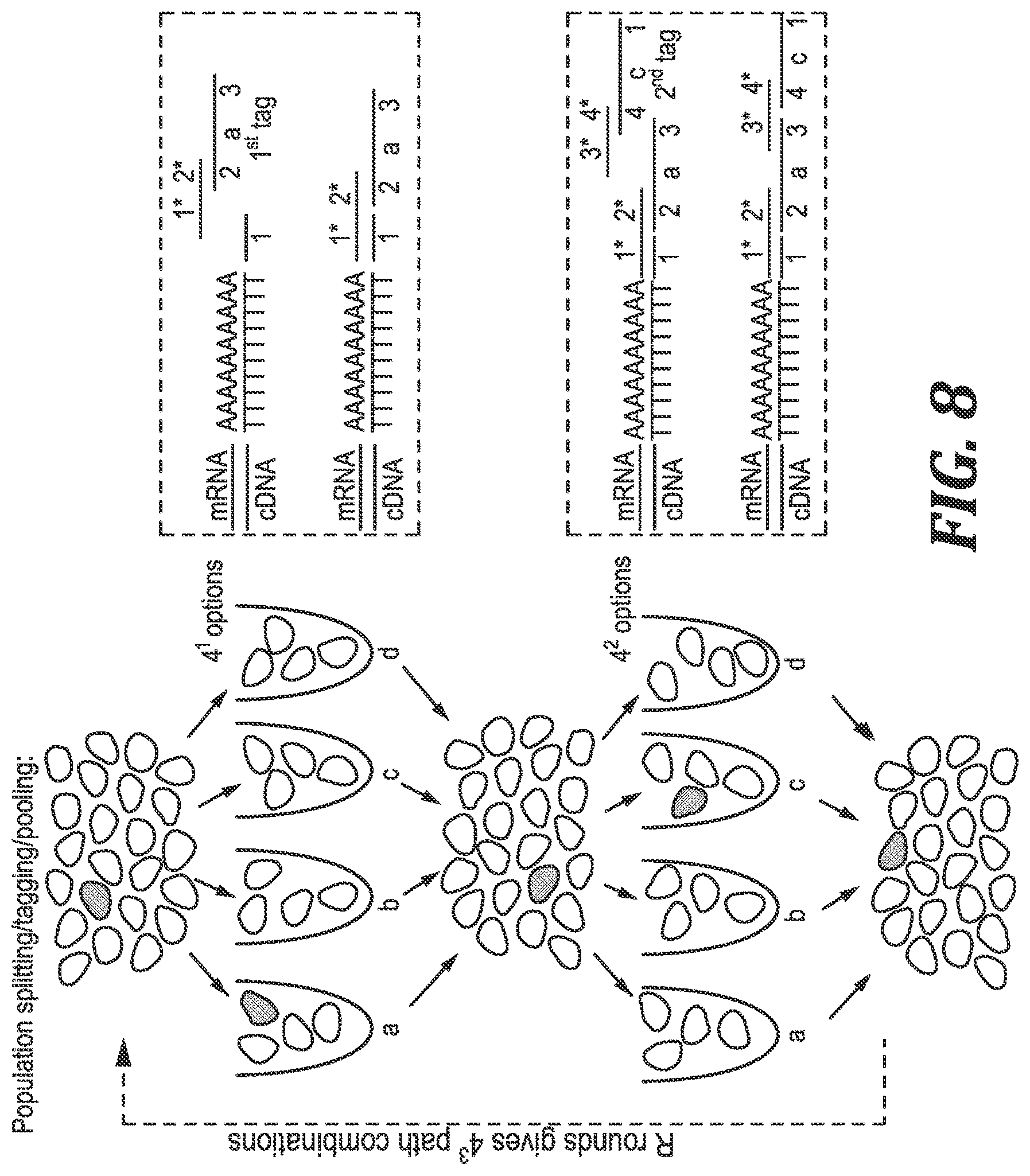 Patent US12305221 Figure 6 – Methods and kits for labeling cellular molecules