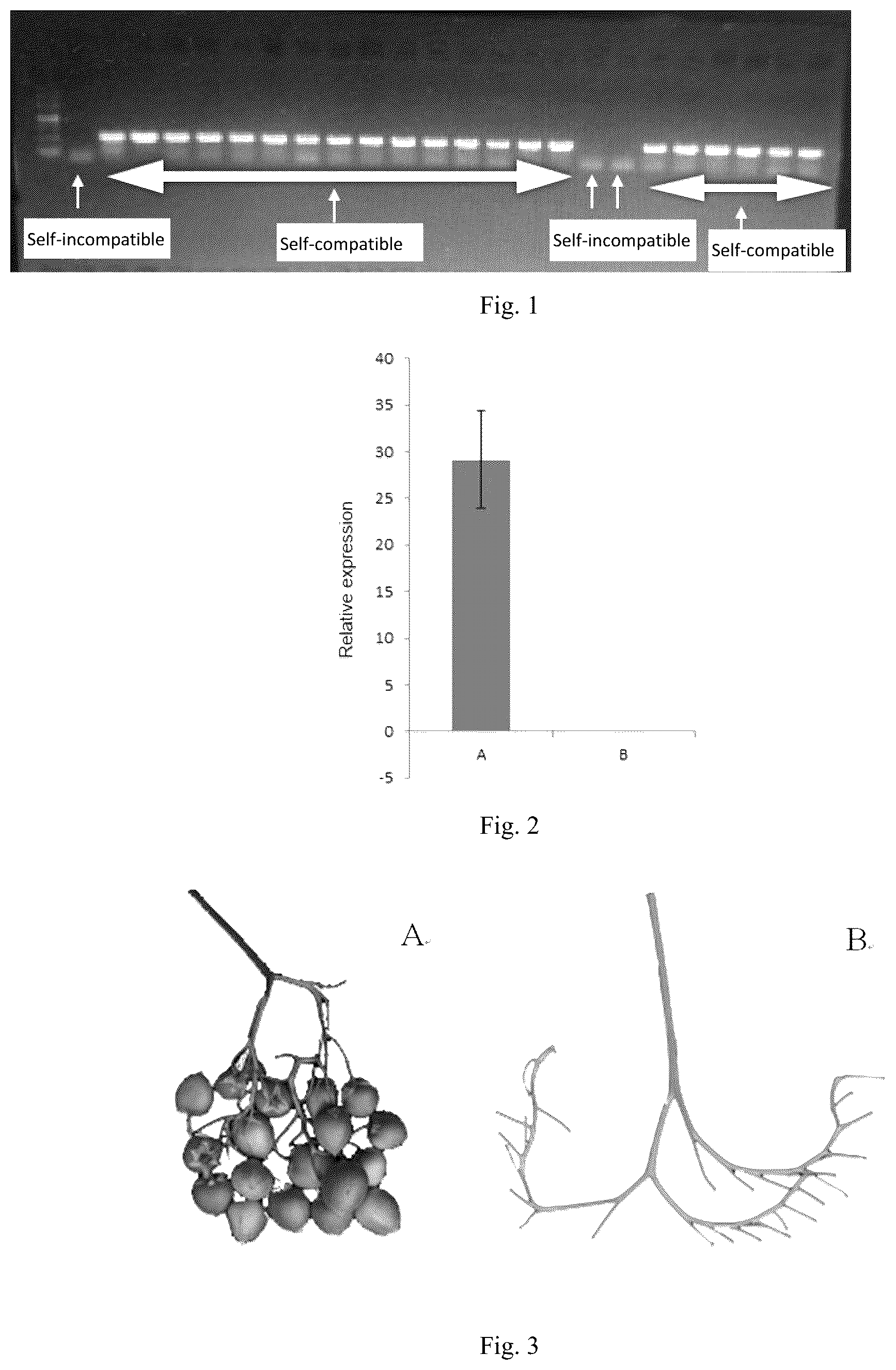 Patent US12305222 — Method for identifying whether a diploid potato is self-compatible — Figure 1