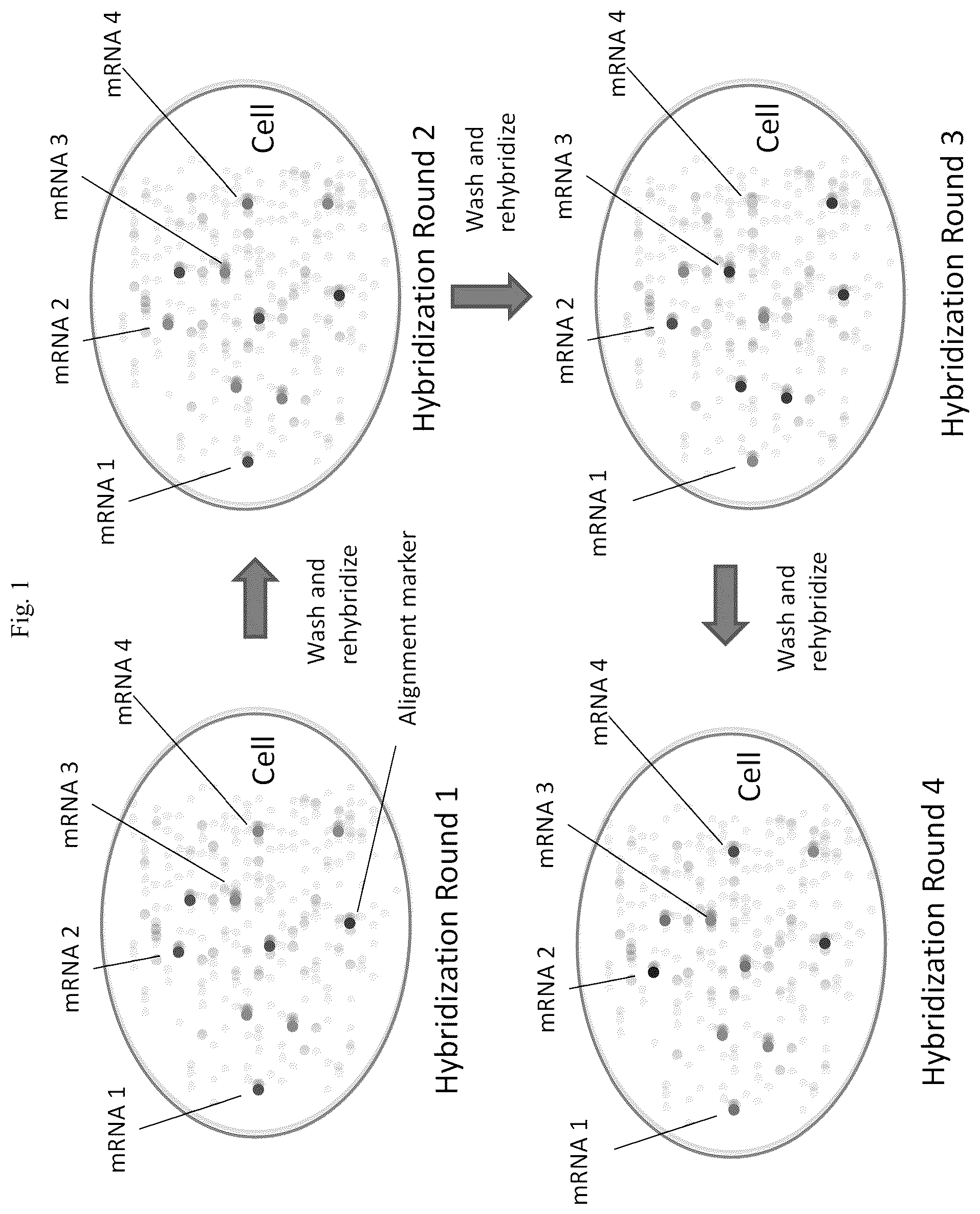 Patent US12305224 — Multiplex labeling of molecules by sequential hybridization barcoding — Figure 1