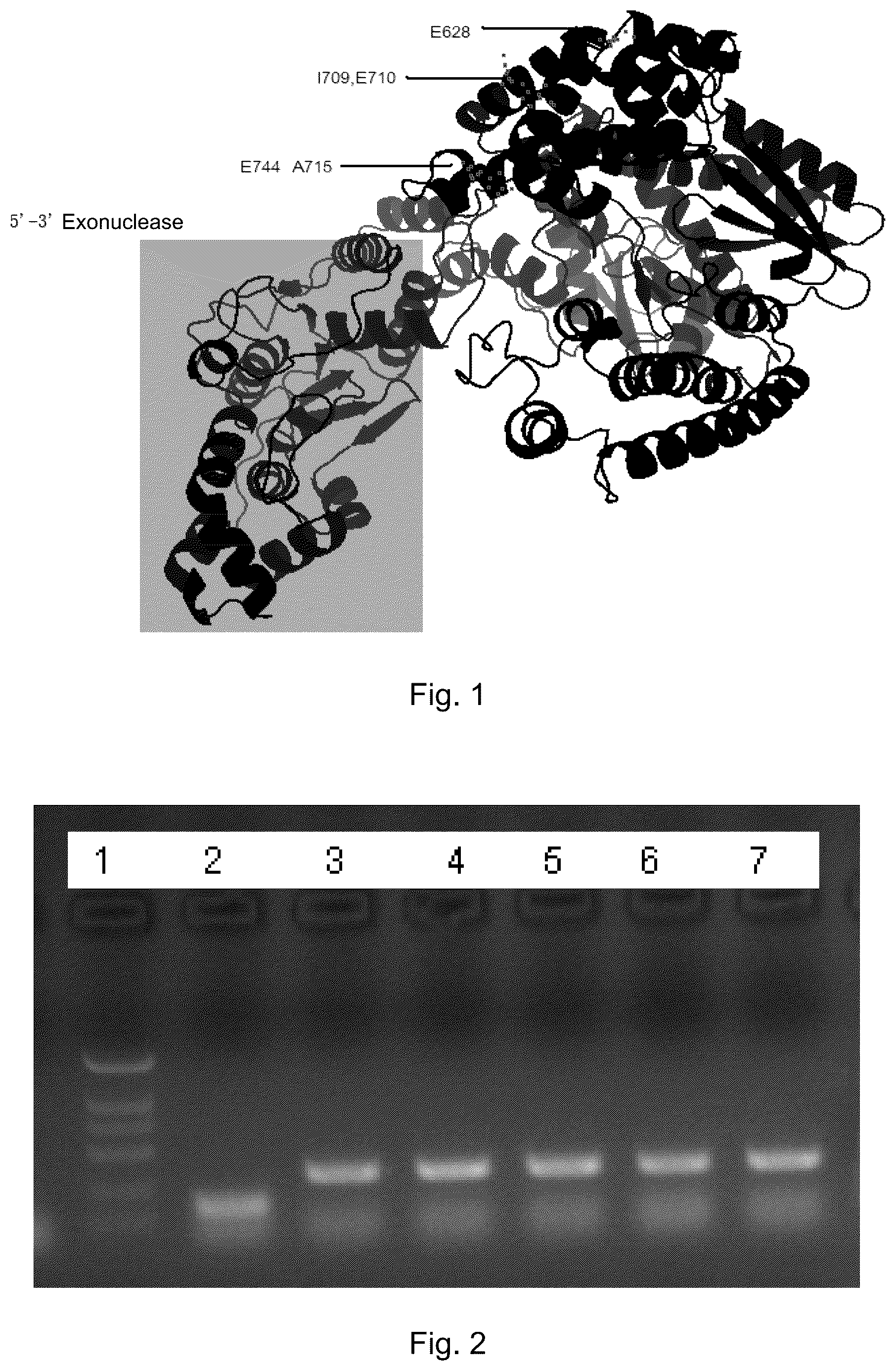 Patent US12305225 — Polymerase mutant and applications thereof — Figure 1