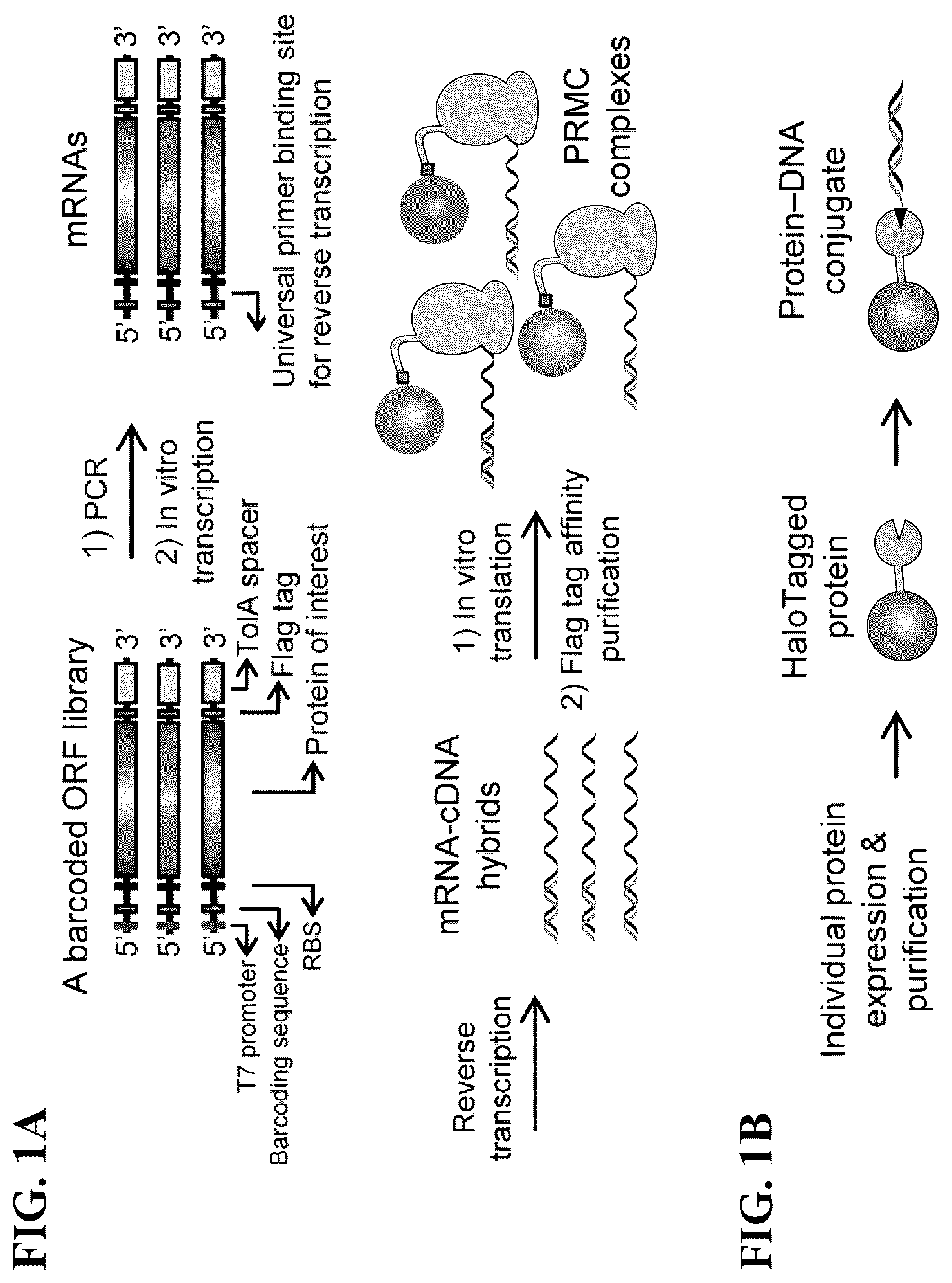 Patent US12305226 — Barcoded protein array for multiplex single-molecule interaction profiling — Figure 1