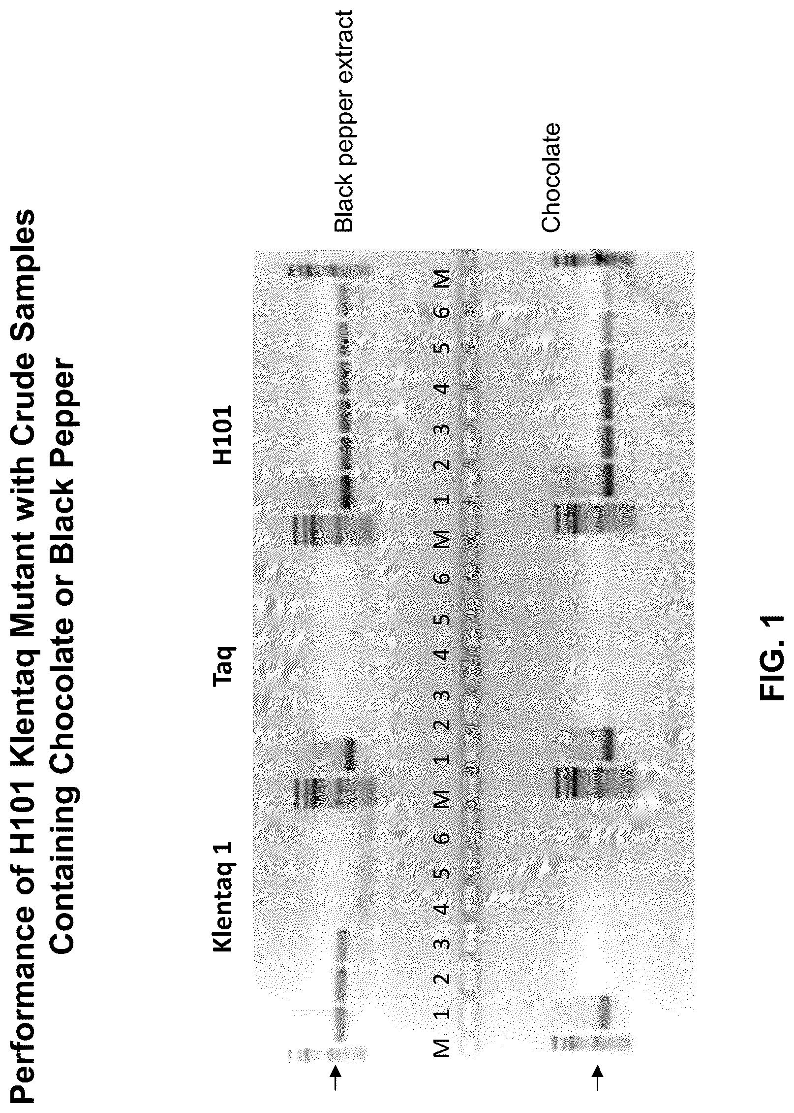 Patent US12305228 — Inhibition-resistant polymerases — Figure 1