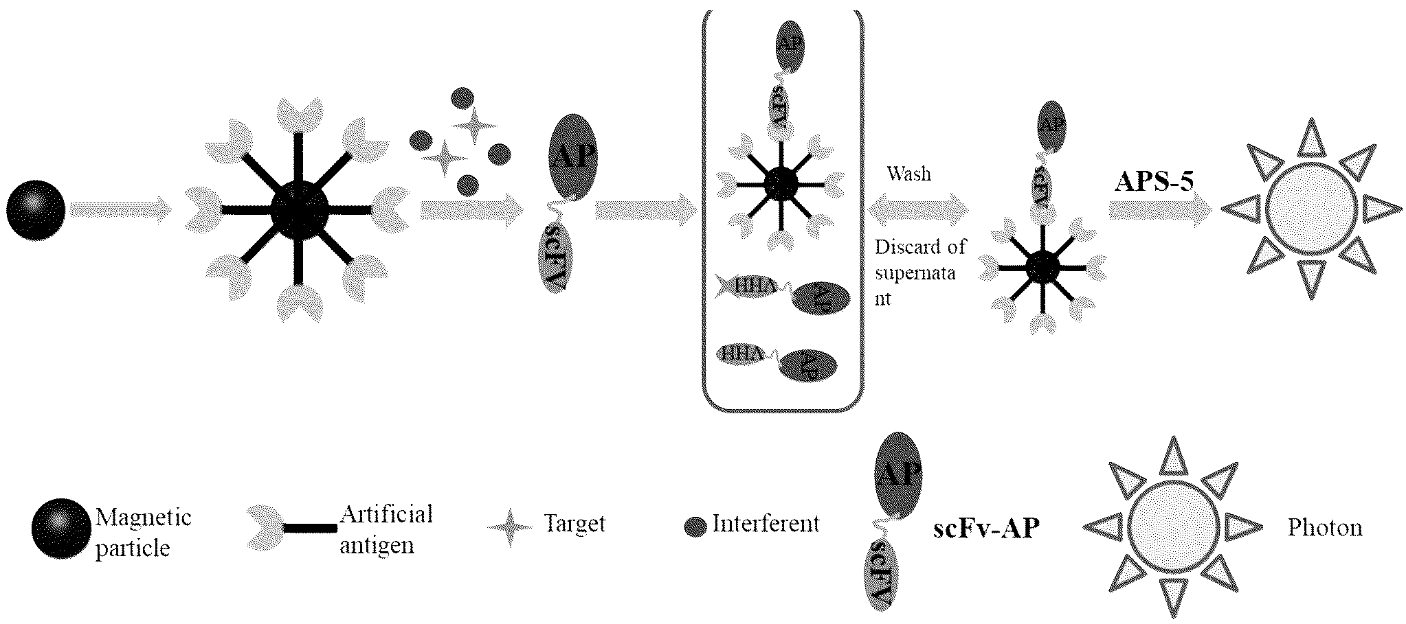 Patent US12306178 — Magnetic chemiluminescence immunoassay kit based on bifunctional fusion protein for mycotoxins, and use thereof — Figure 1