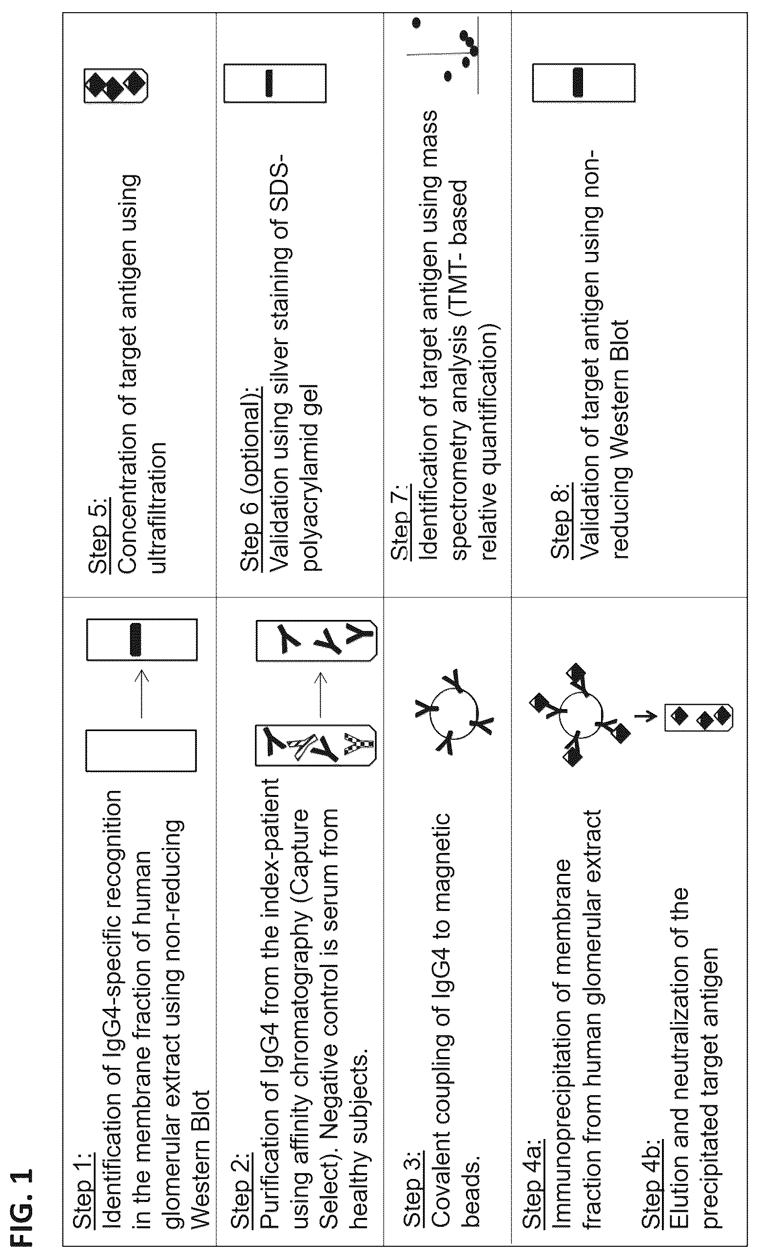 Patent US12306184 — Biomarkers of membranous glomerulonephritis — Figure 1