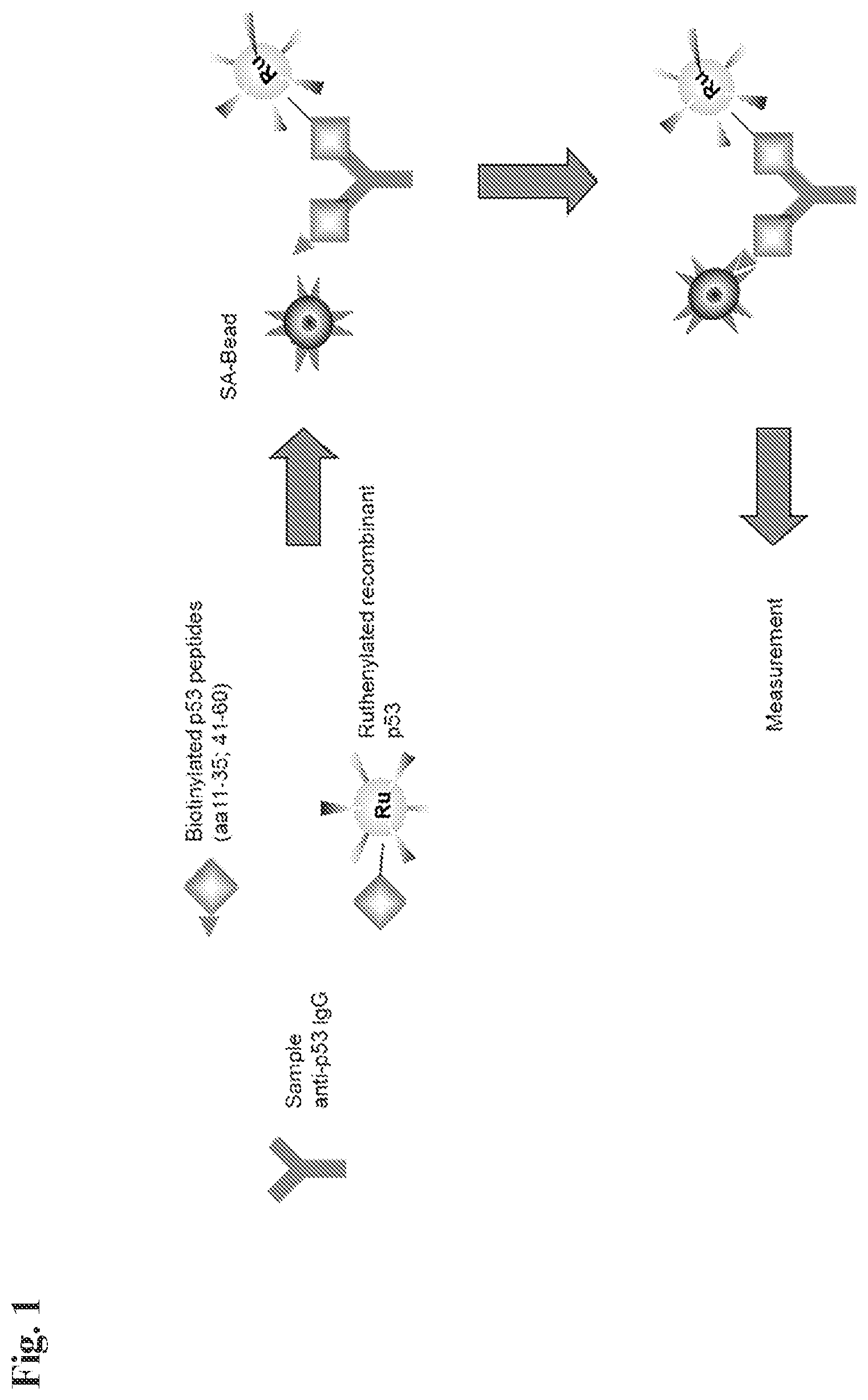 Patent US12306185 Figure 1 – Detection of anti-p53 antibodies