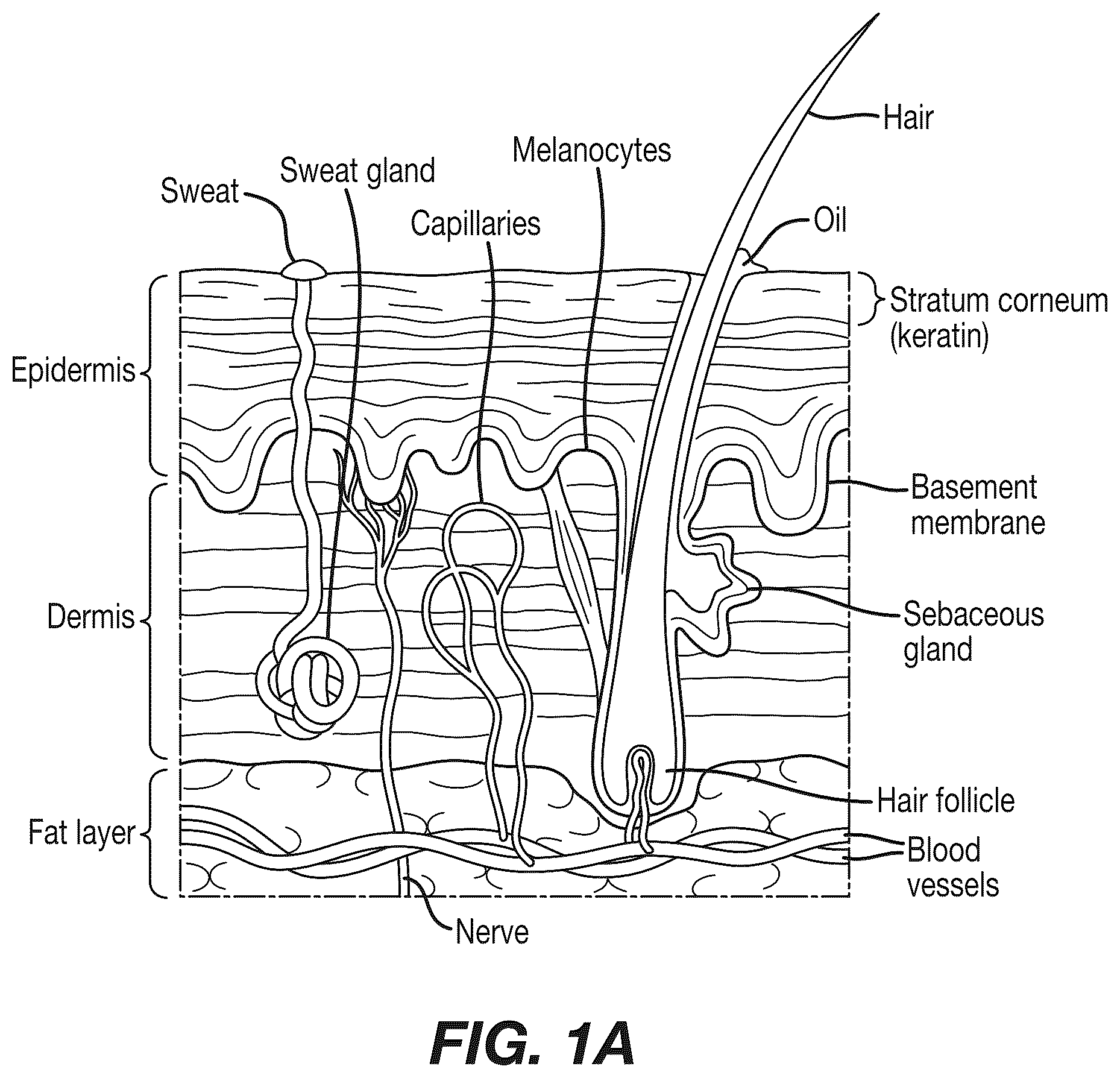 Patent US12308120 — Analysis and characterization of epithelial tissue structure — Figure 1