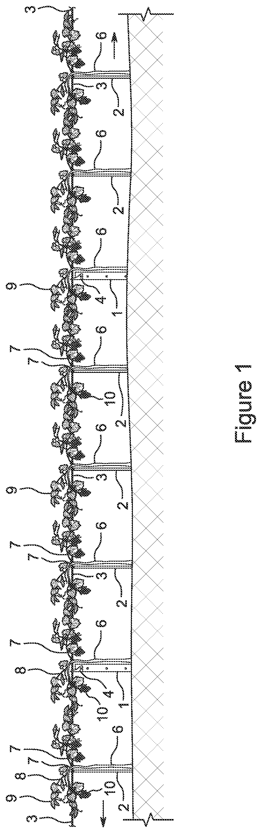 Patent US12310295 — Vine trellis — Figure 1