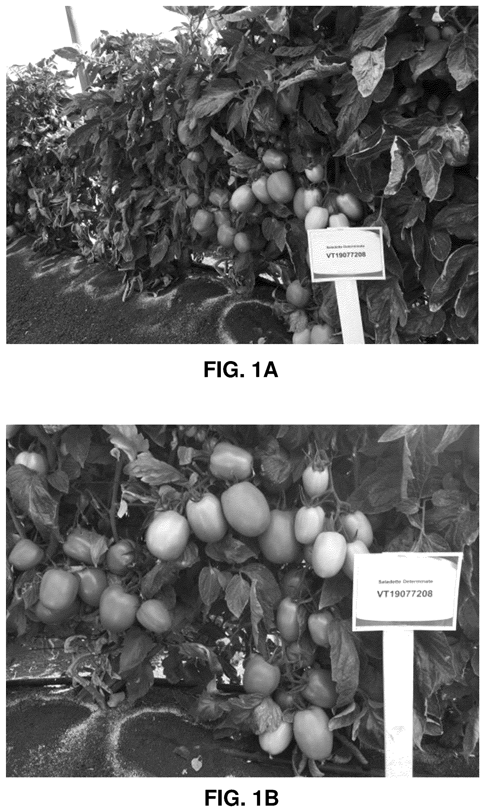 Patent US12310325 Figure 1 – Hybrid tomato variety 'VT19077208