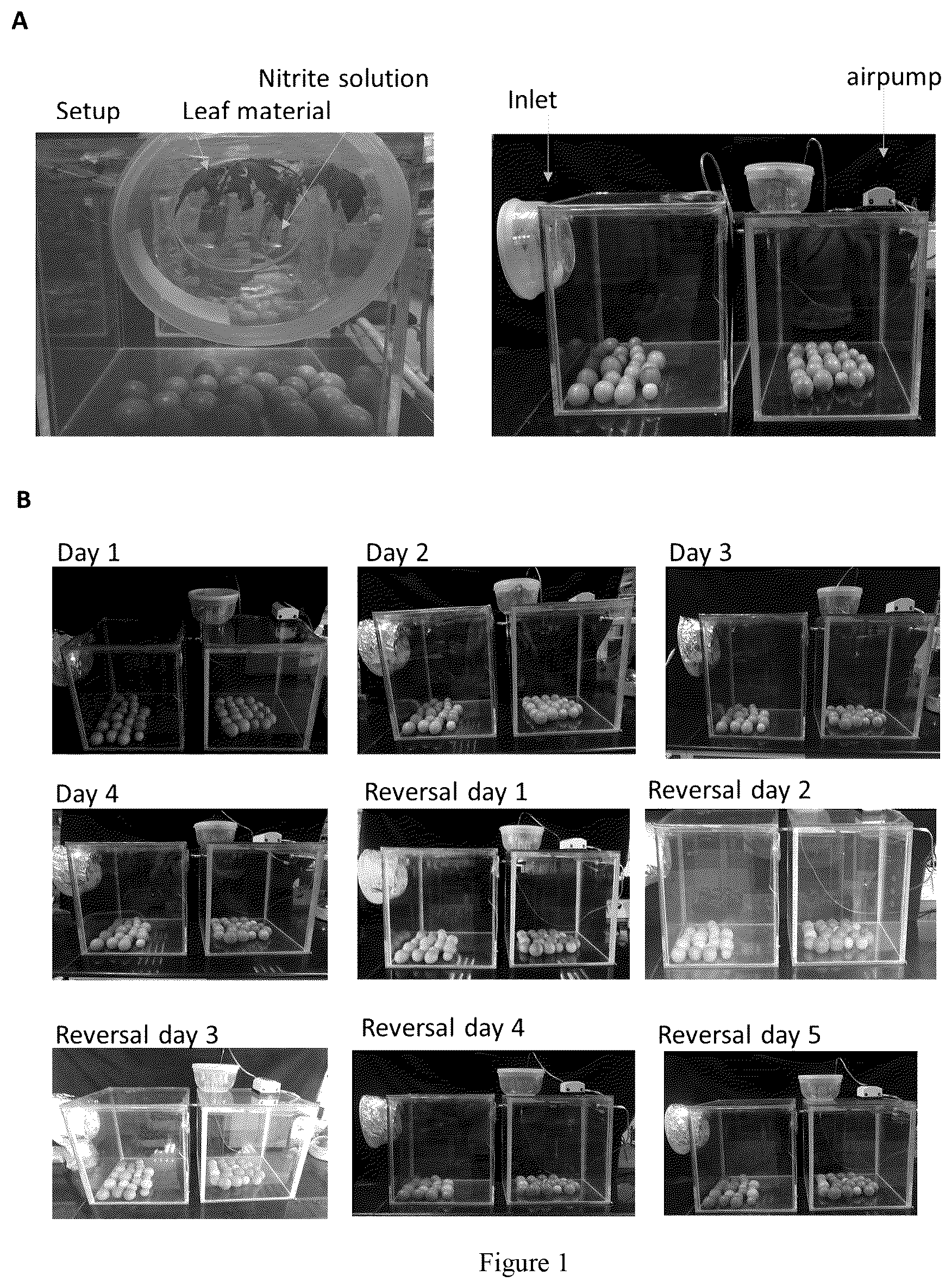 Patent US12310380 — Method for extending shelf-life of agricultural produce — Figure 1