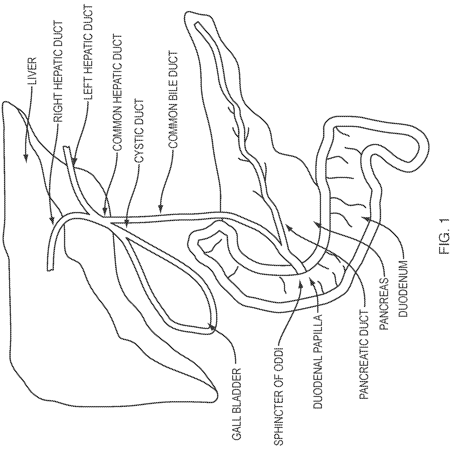 Patent US12310562 Figure 1 – Attachment for duodenoscope