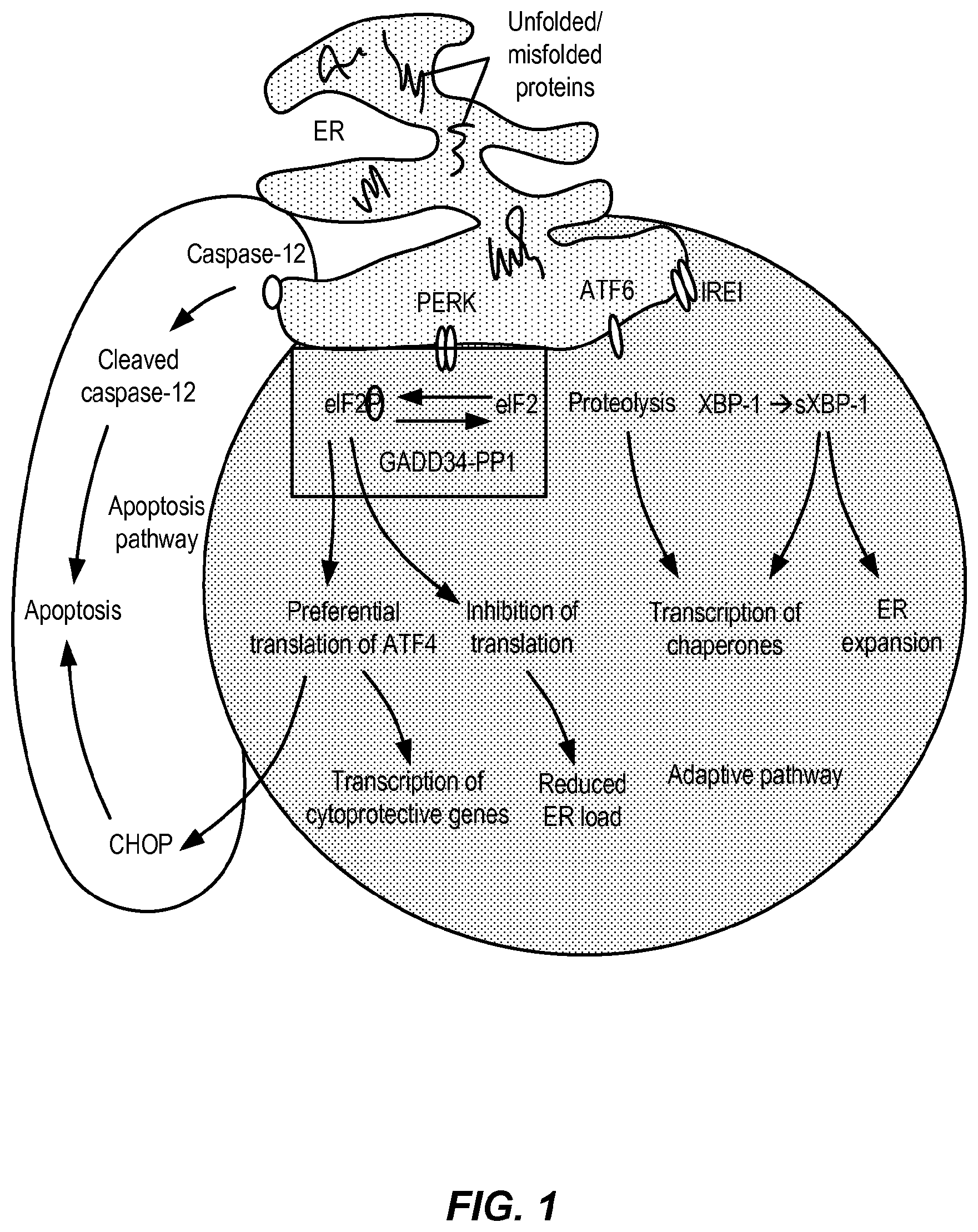 Patent US12310933 — Treatment of demyelinating disorders — Figure 1