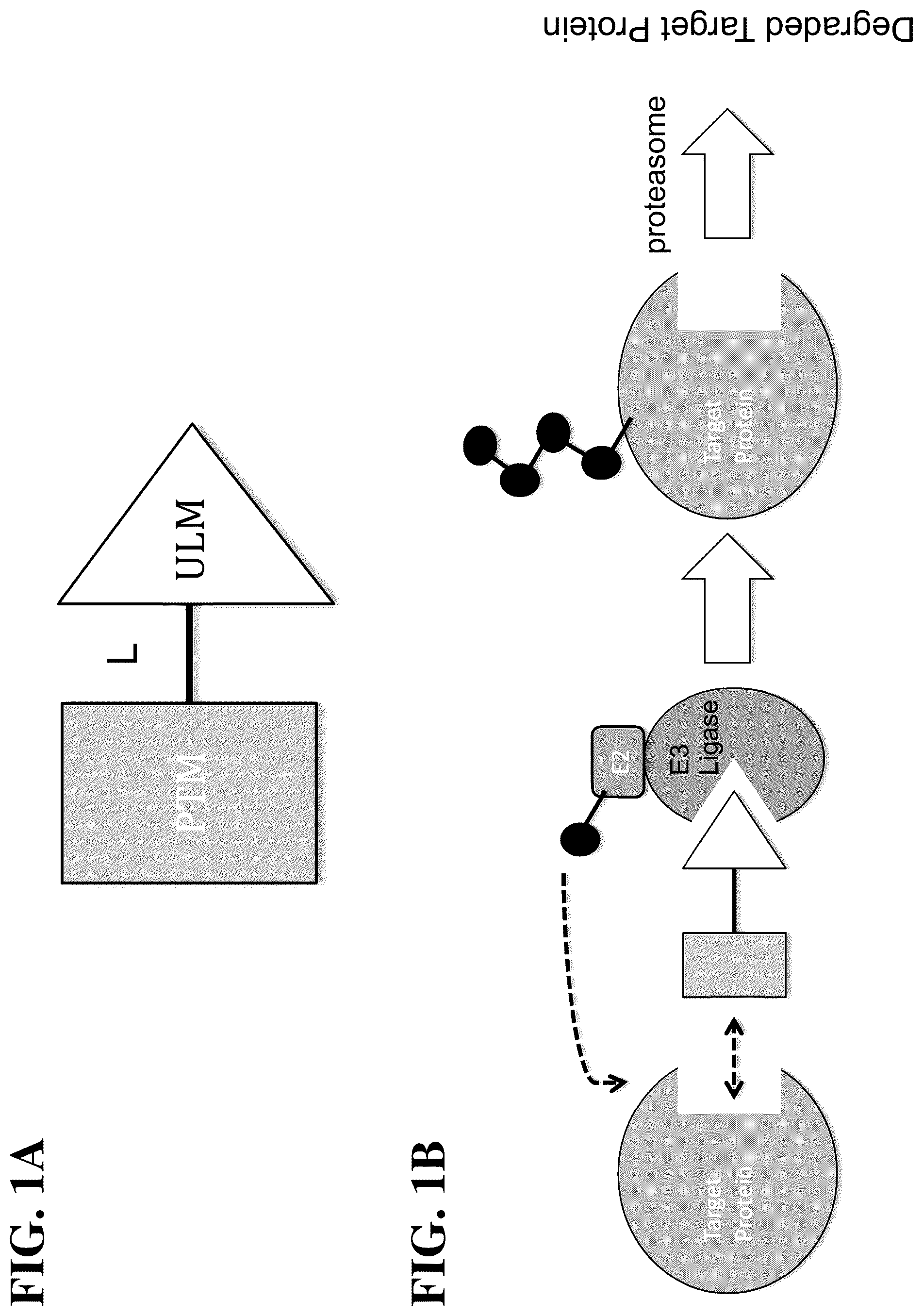 Patent US12310975 — Modulators of BCL6 proteolysis and associated methods of use — Figure 1