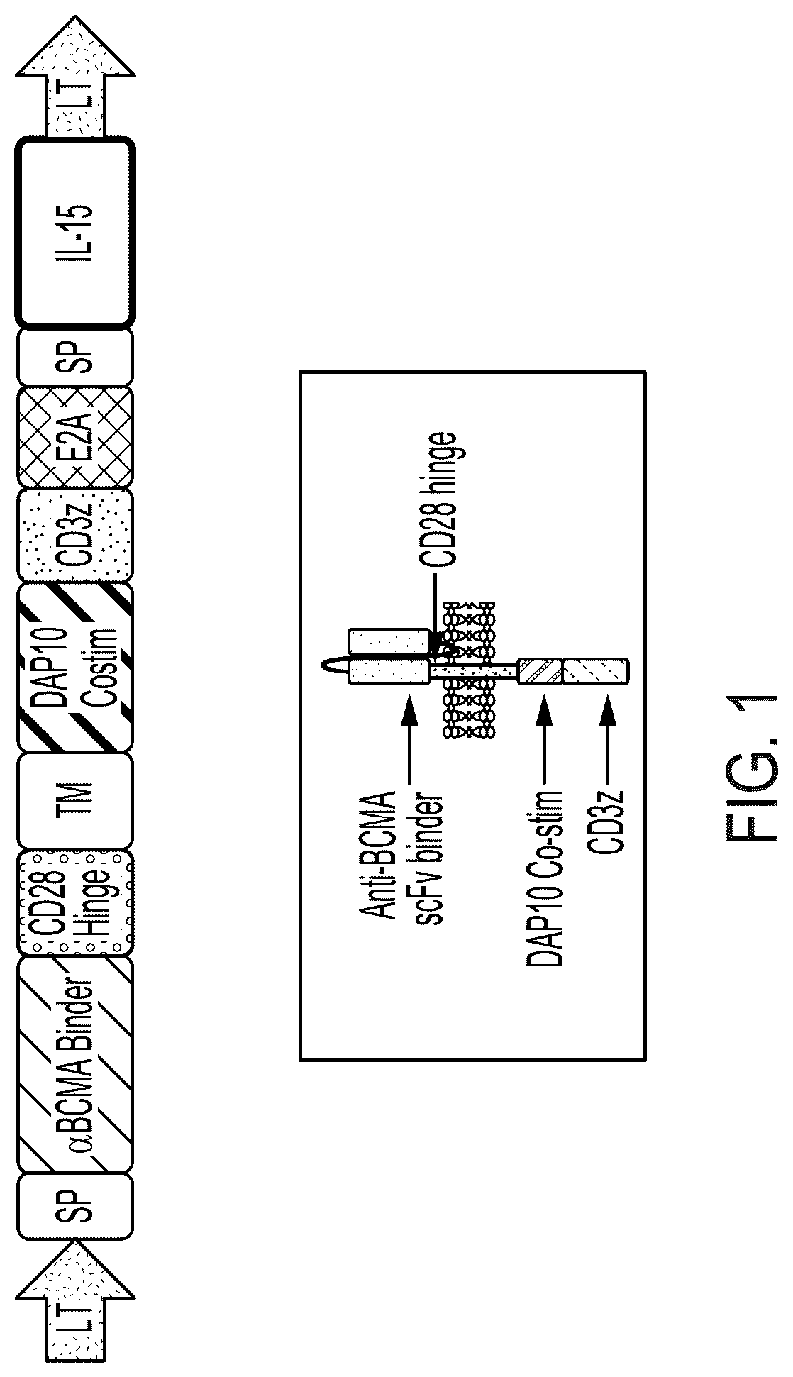 Patent US12310988 — BCMA chimeric antigen receptors and uses thereof — Figure 1