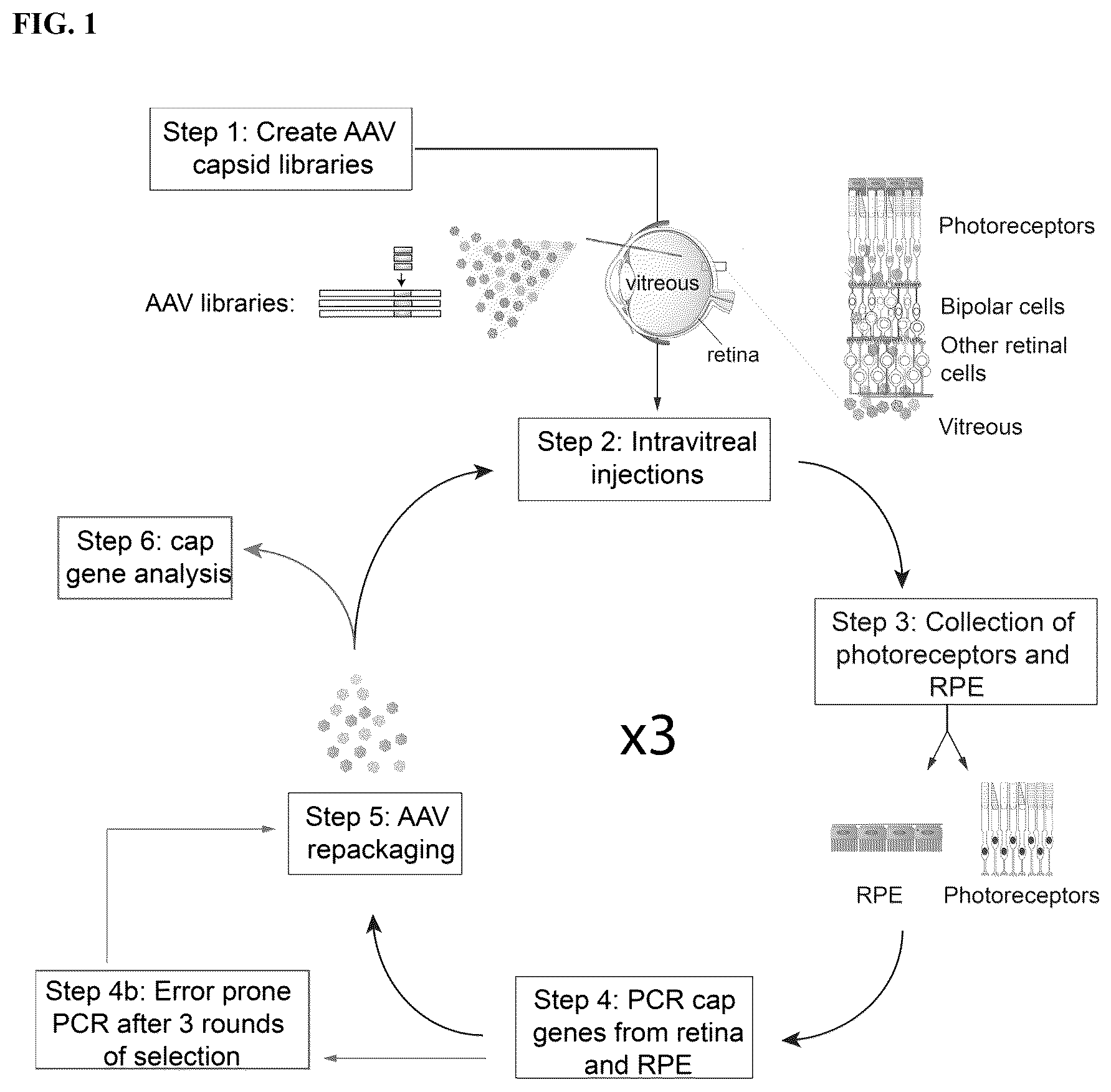 Patent US12310997 — Compositions and methods of treating ocular diseases — Figure 1