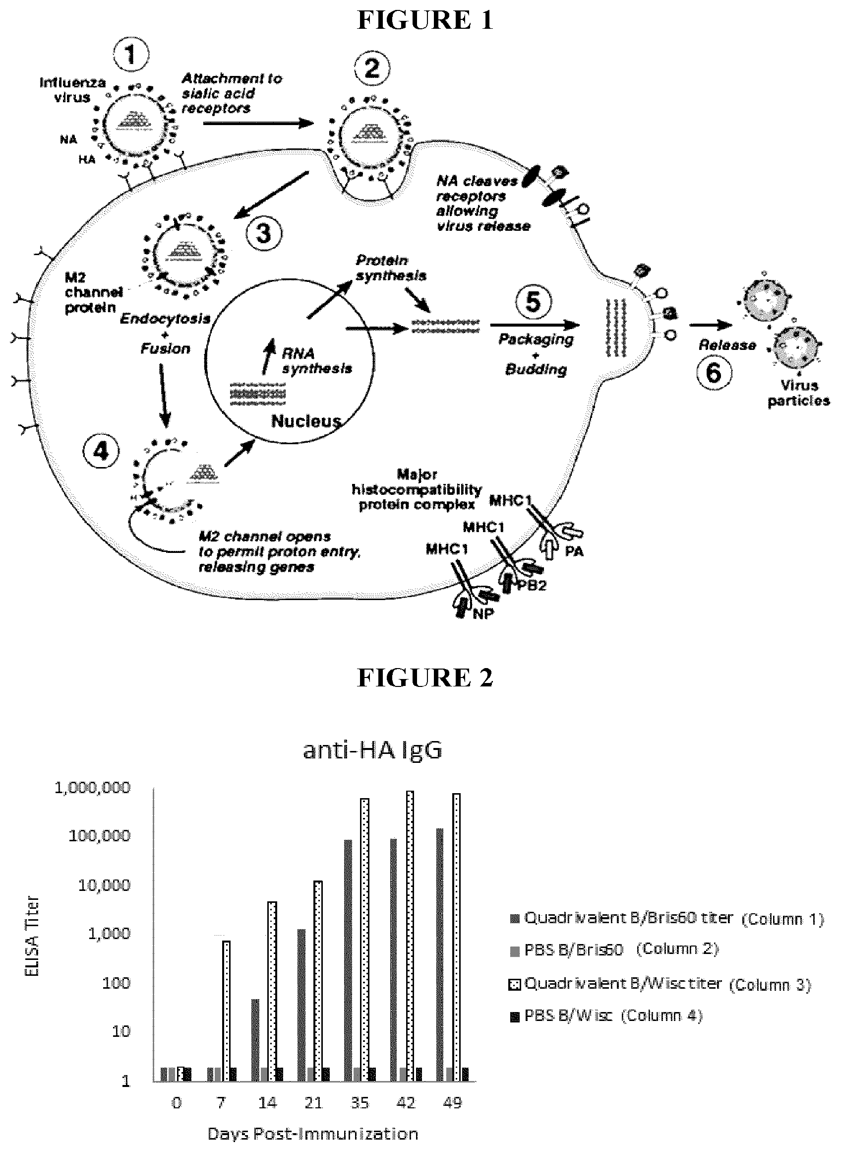 Patent US12311020 — Immunogenic compositions against influenza — Figure 1