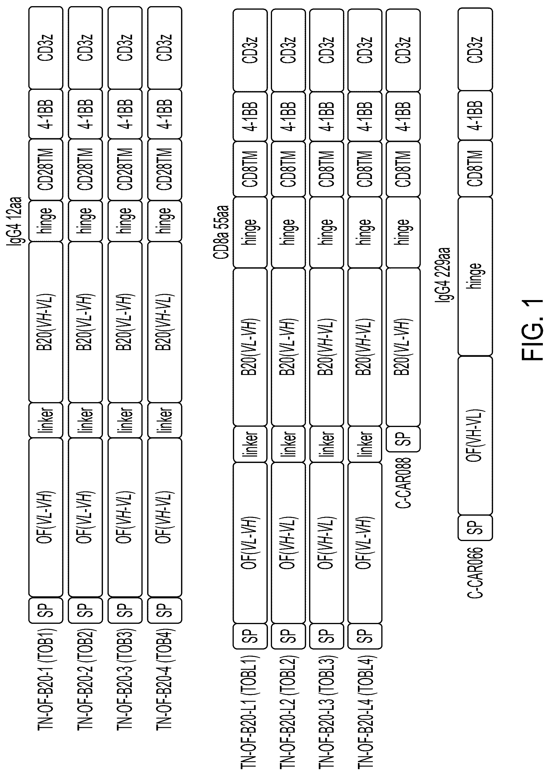 Patent US12311022 — Bispecific chimeric antigen receptors targeting CD20 and BCMA — Figure 1