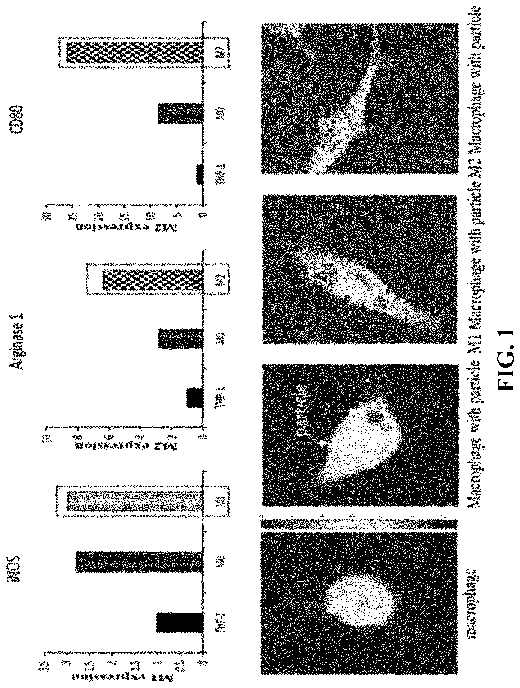 Patent US12311024 — Cancer cell-targeted drug delivery carrier and composition for promoting photo-thermal treatment effects, both of which contain M1 macrophages as active ingredient — Figure 1