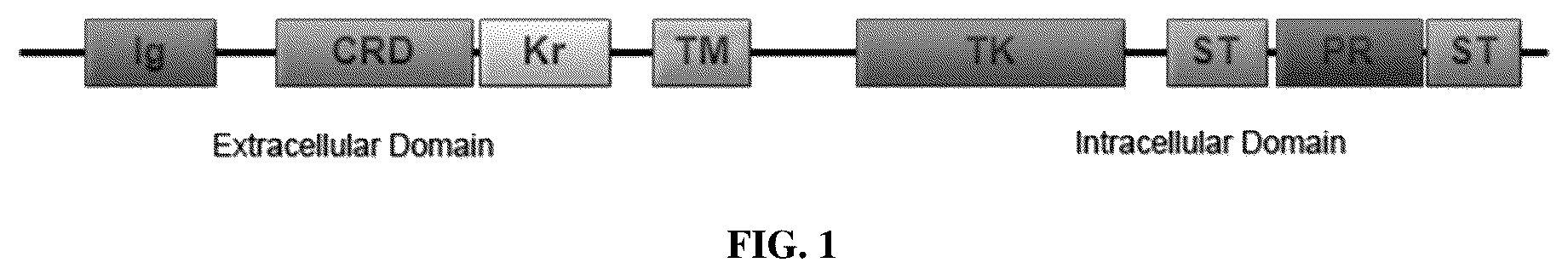 Patent US12311032 — Anti-Ror2 antibodies, antibody fragments, their immunoconjugates and uses thereof — Figure 1
