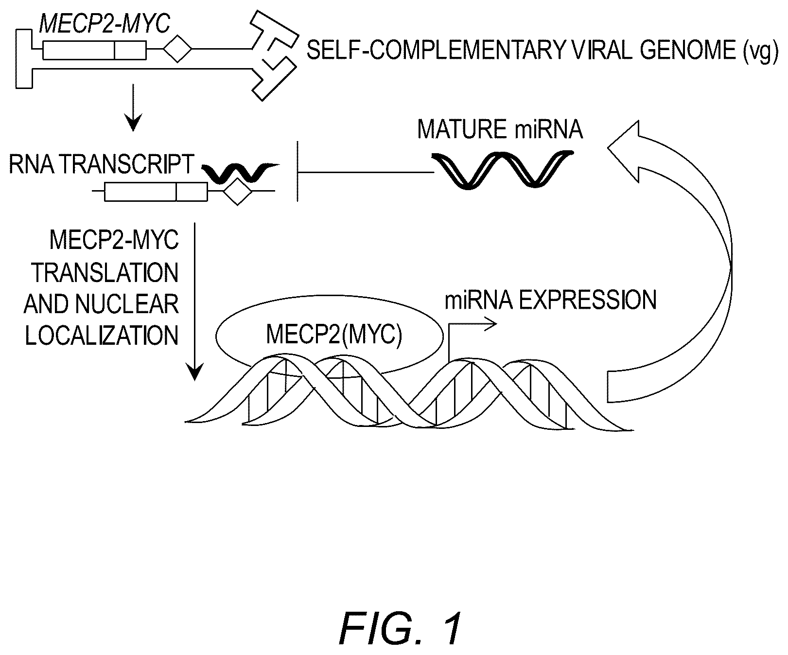 Patent US12311034 Figure 1 – Feedback enabled synthetic genes, target seed match cassettes, and their uses